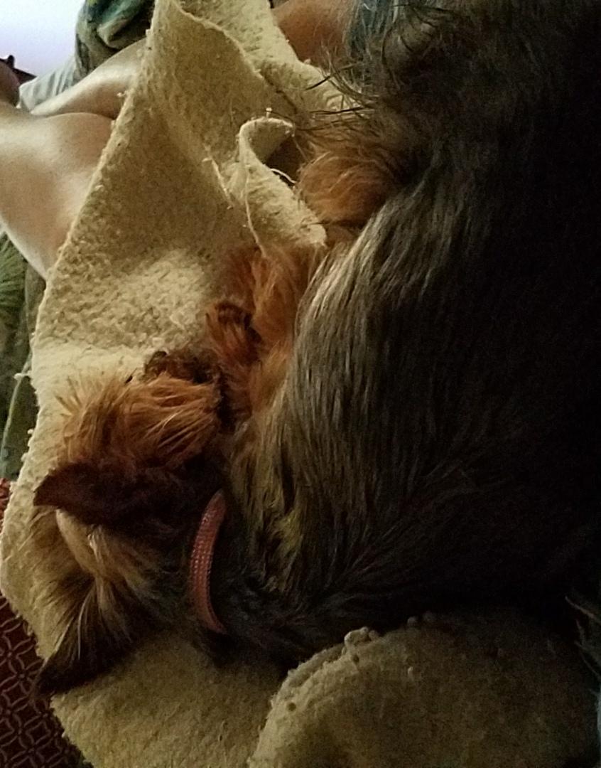 /lostandfound/images/lnfpets/original/23238_79688_20180527_200516.jpg