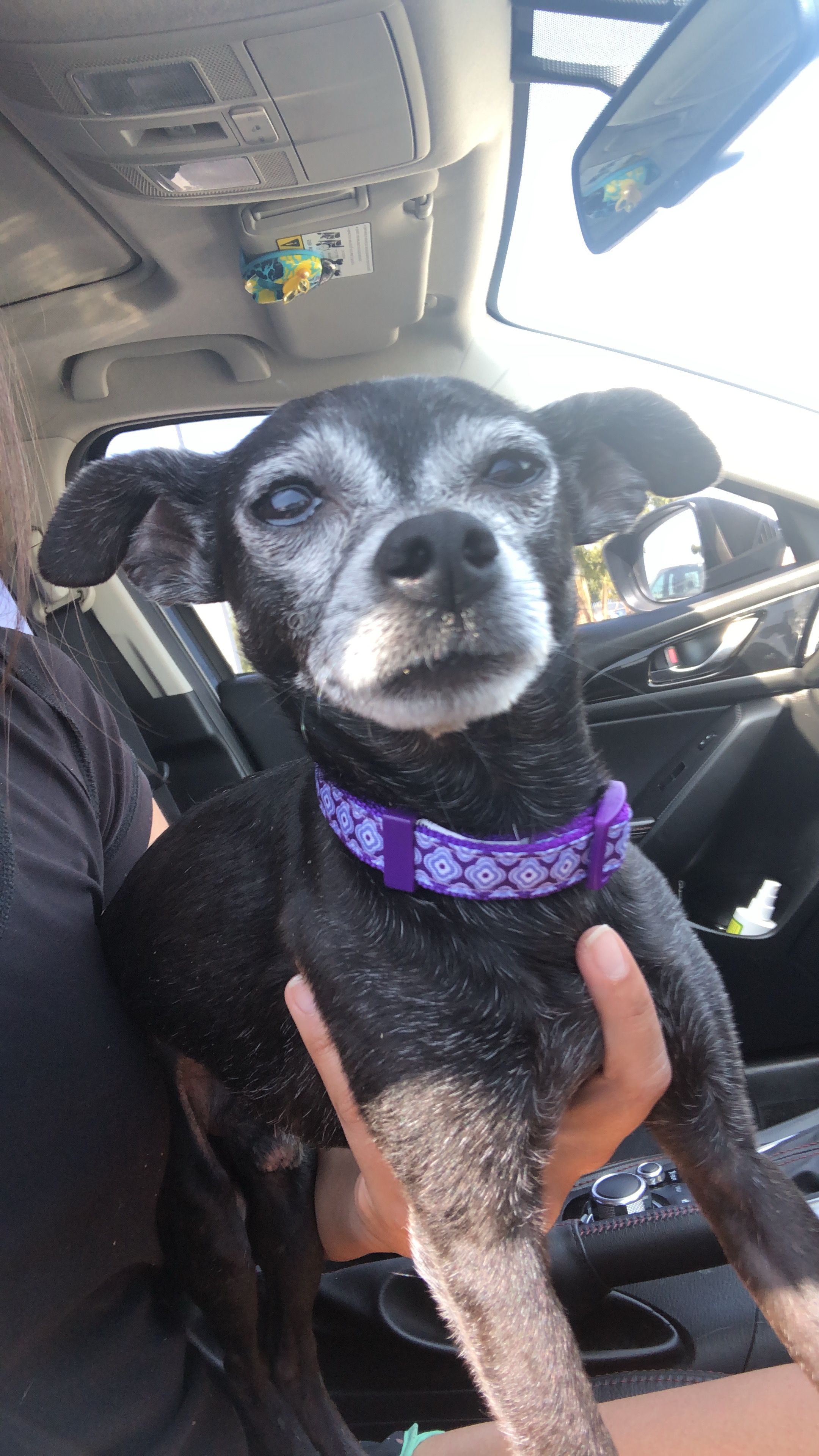/lostandfound/images/lnfpets/original/23289_thumb_one.jpeg