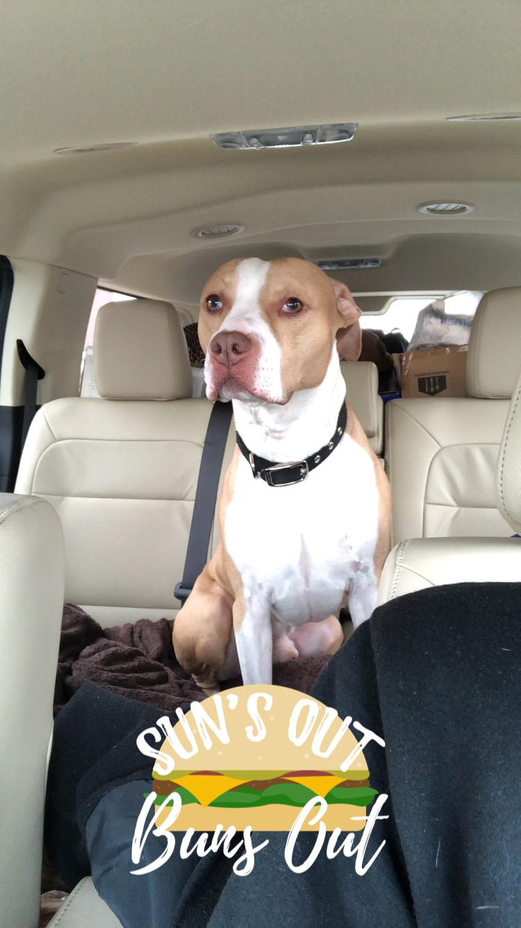 /lostandfound/images/lnfpets/original/23300_thumb_one.jpeg