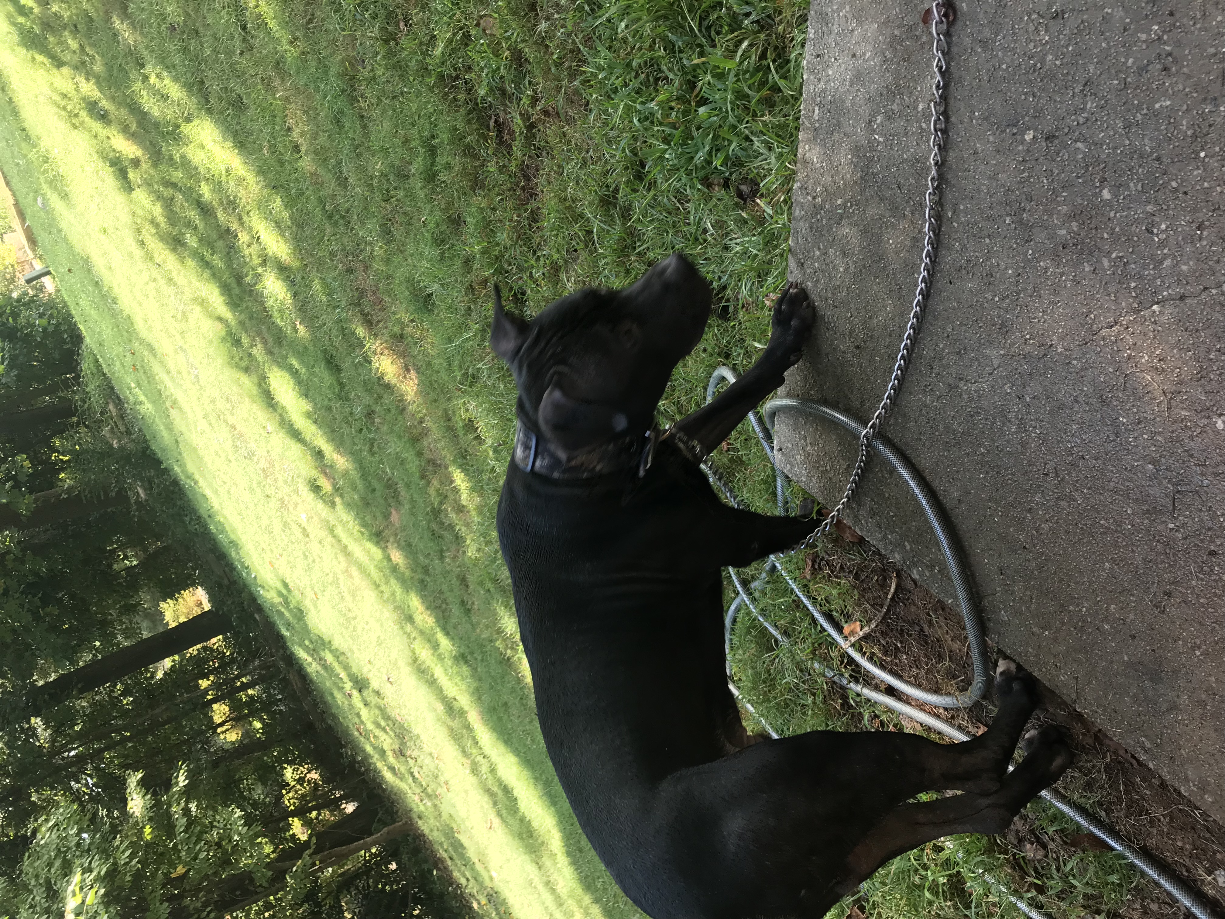 /lostandfound/images/lnfpets/original/23317_thumb_one.jpeg