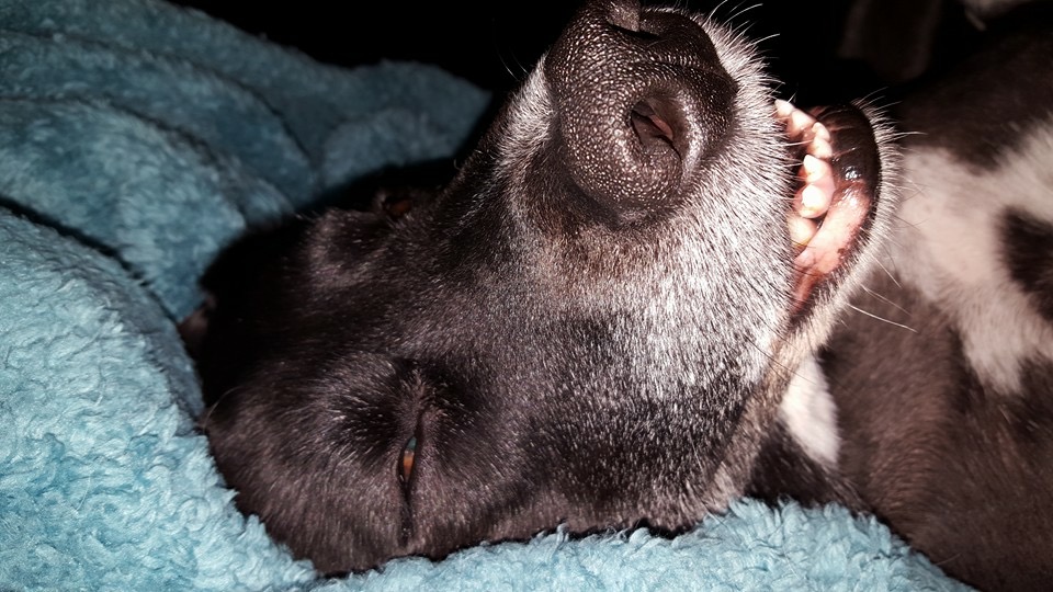 /lostandfound/images/lnfpets/original/23318_thumb_one.jpeg