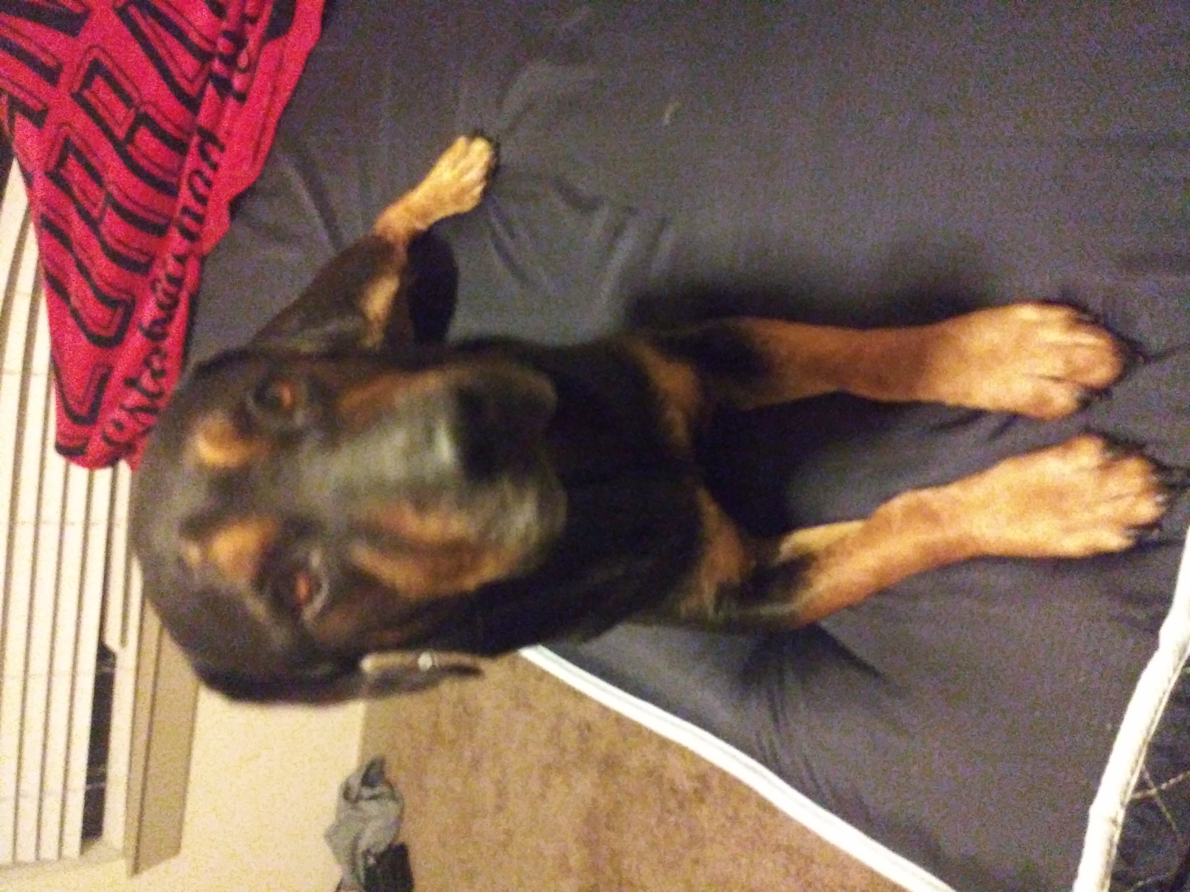 /lostandfound/images/lnfpets/original/23331_thumb_one.jpg