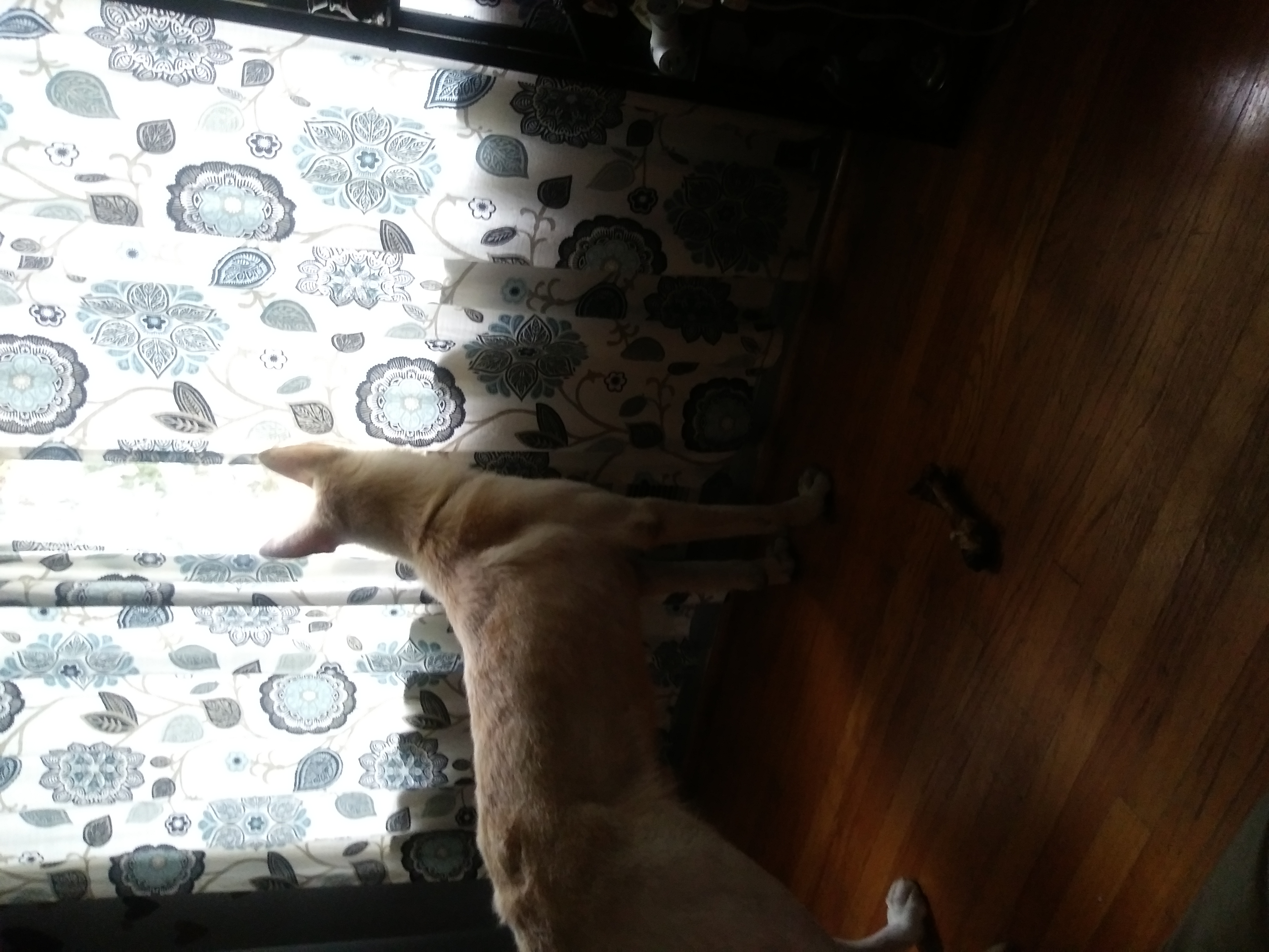 /lostandfound/images/lnfpets/original/23337_thumb_one.jpg