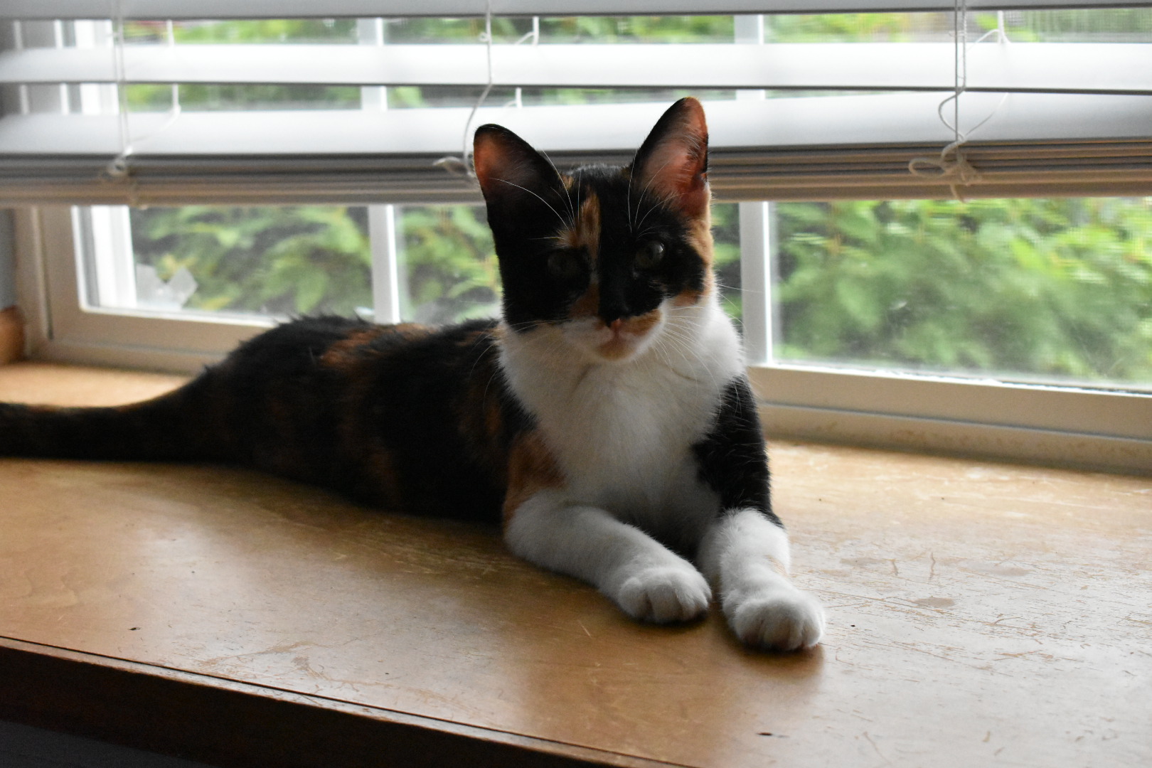 /lostandfound/images/lnfpets/original/23348_thumb_one.jpeg