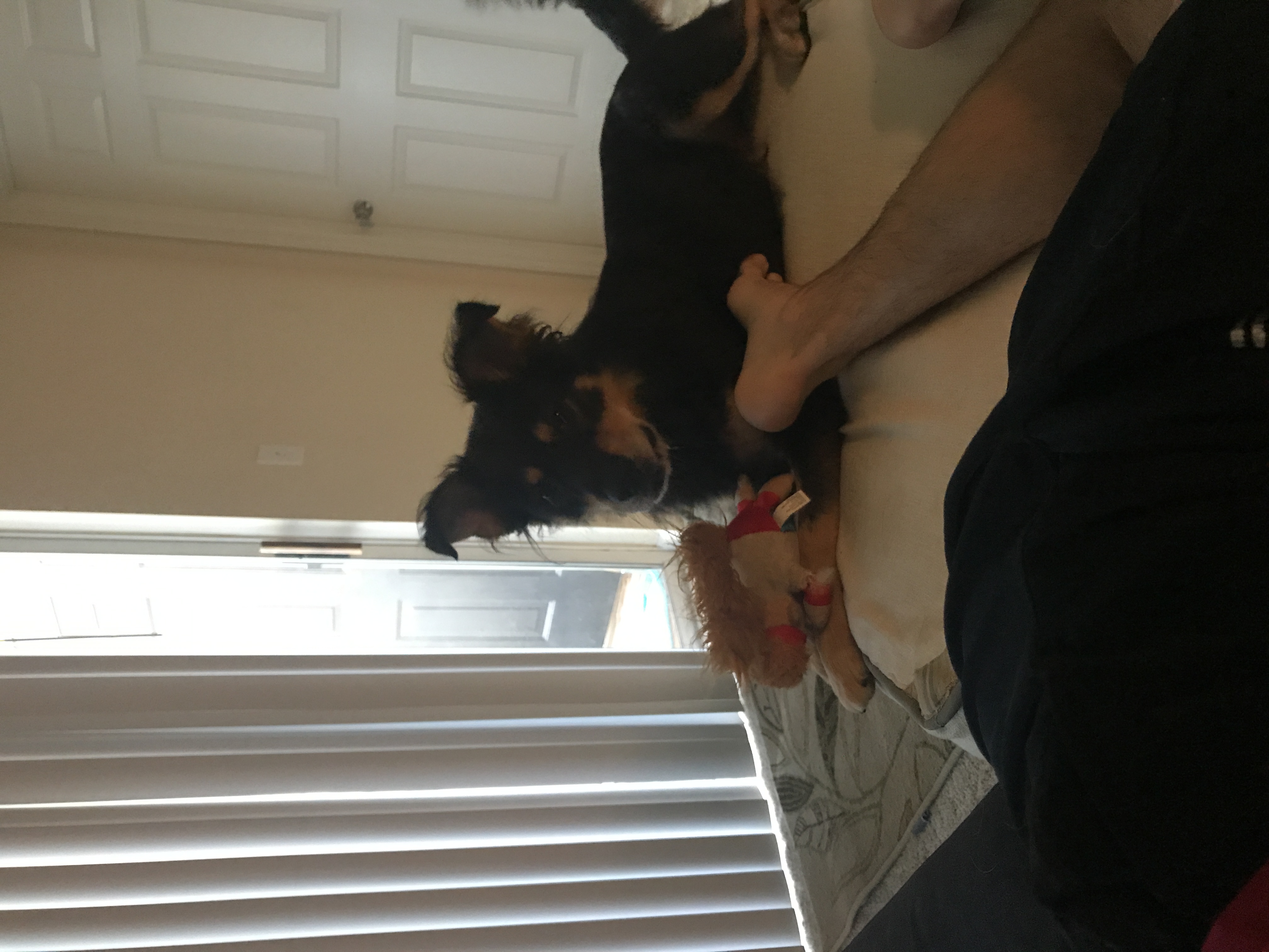 /lostandfound/images/lnfpets/original/23469_thumb_one.jpeg