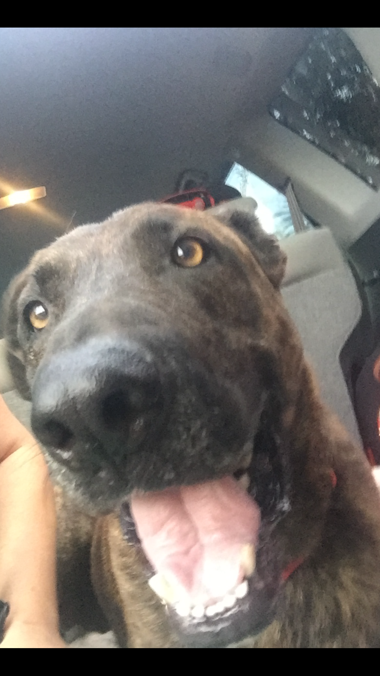 /lostandfound/images/lnfpets/original/23498_thumb_one.png