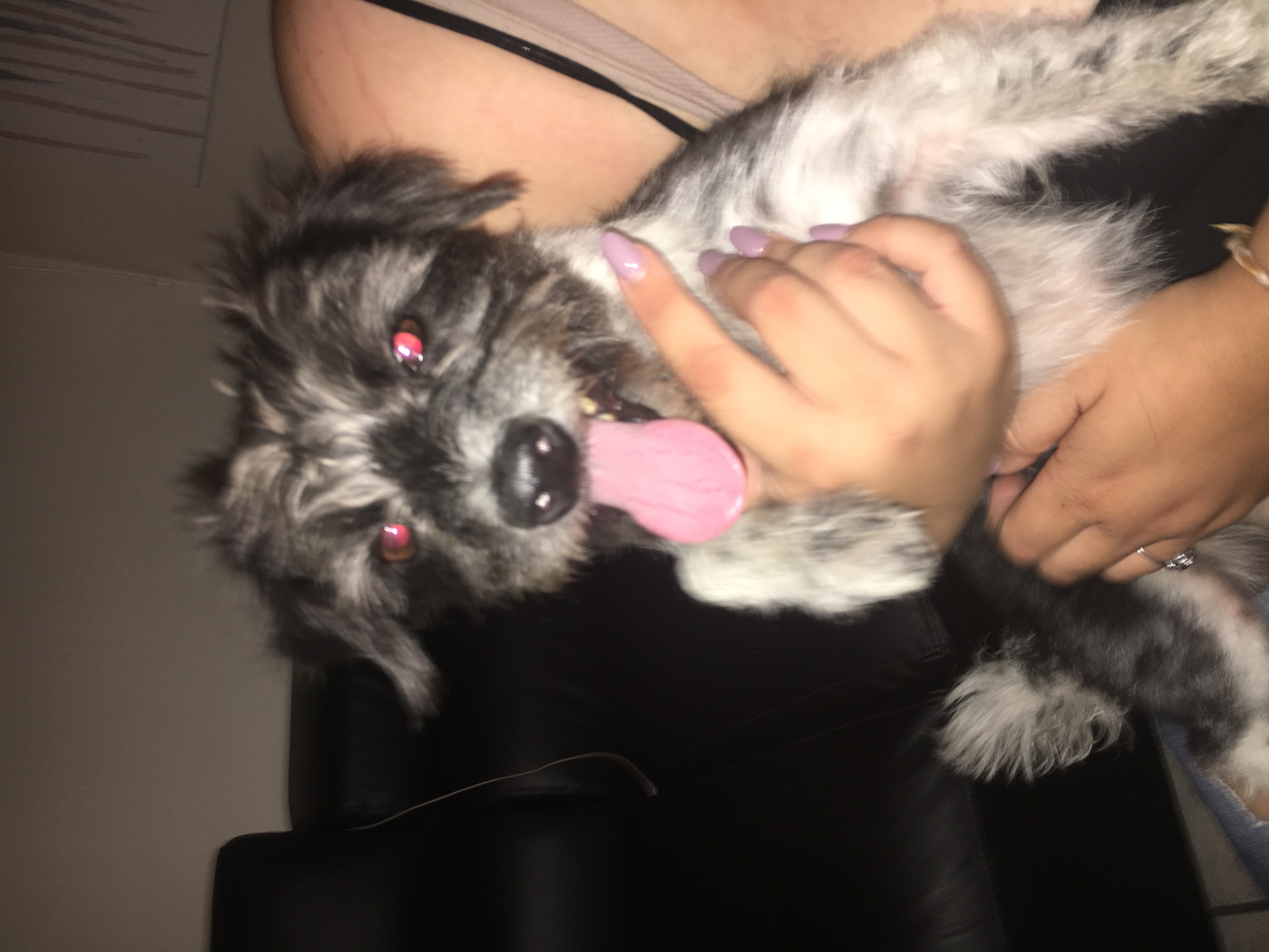 /lostandfound/images/lnfpets/original/23499_22780_9E73184F-D62F-479E-AC2E-08674316174E.jpeg