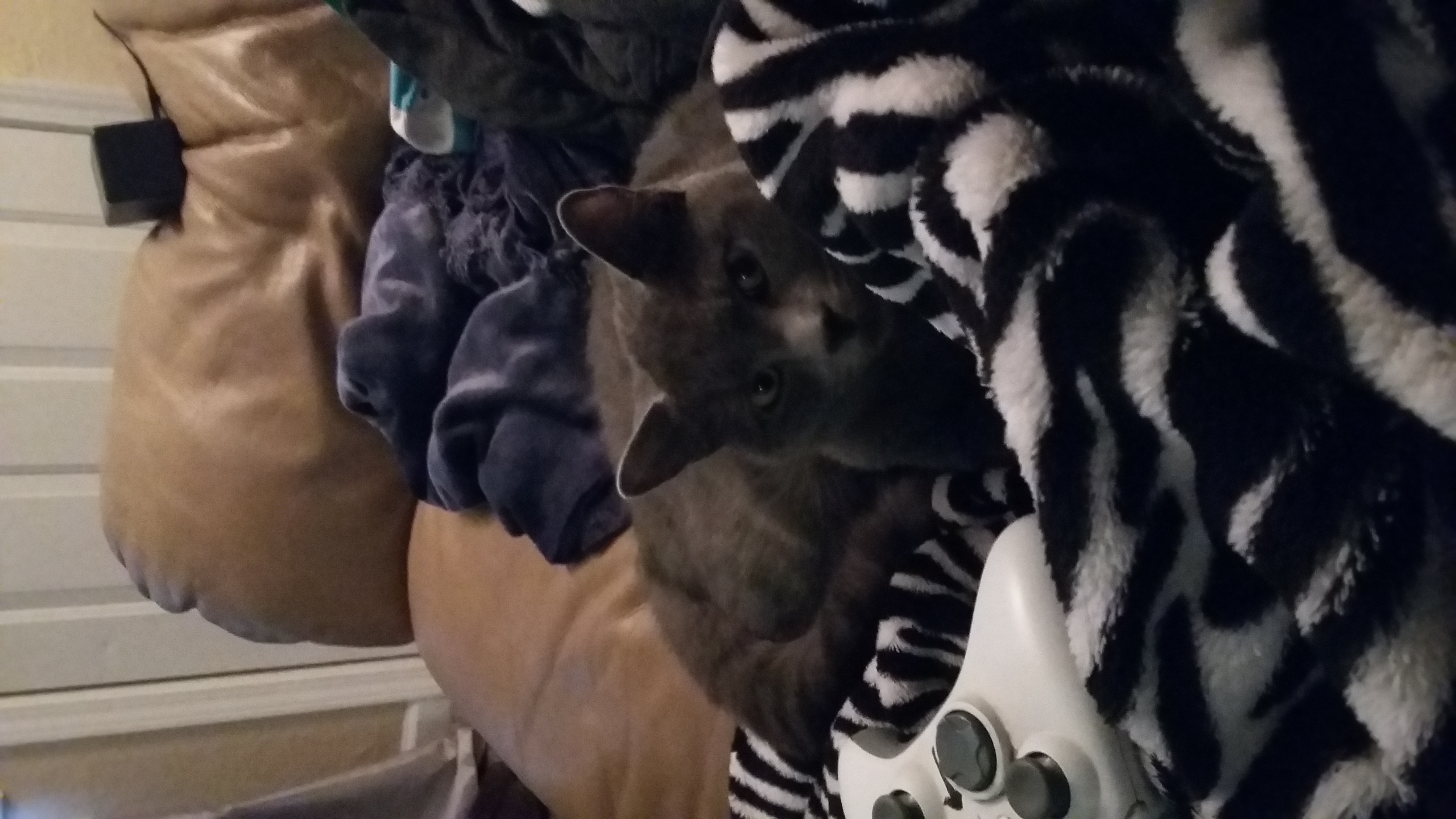 /lostandfound/images/lnfpets/original/23578_83967_20160514_170330.jpg