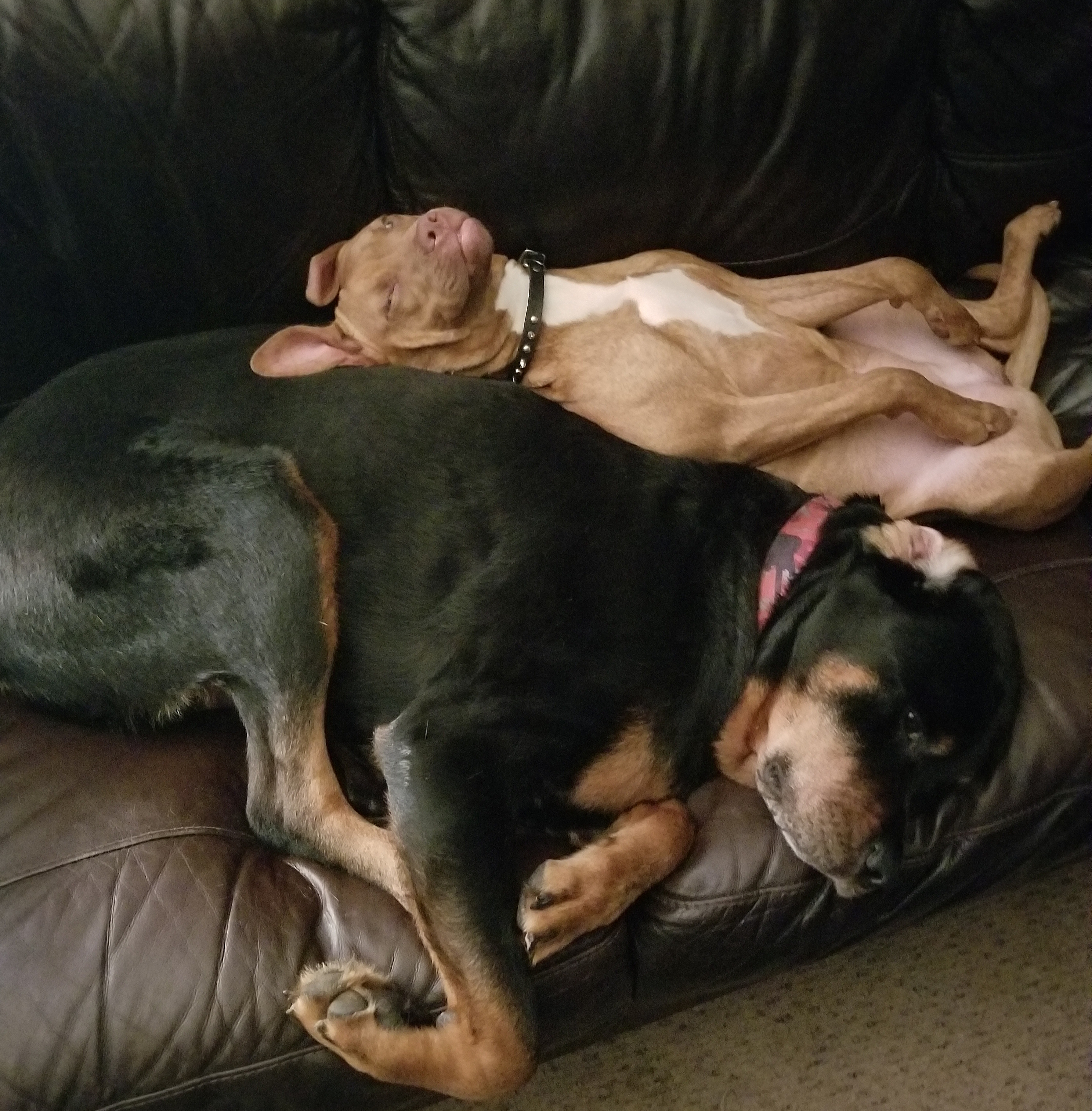 /lostandfound/images/lnfpets/original/23595_thumb_one.jpg