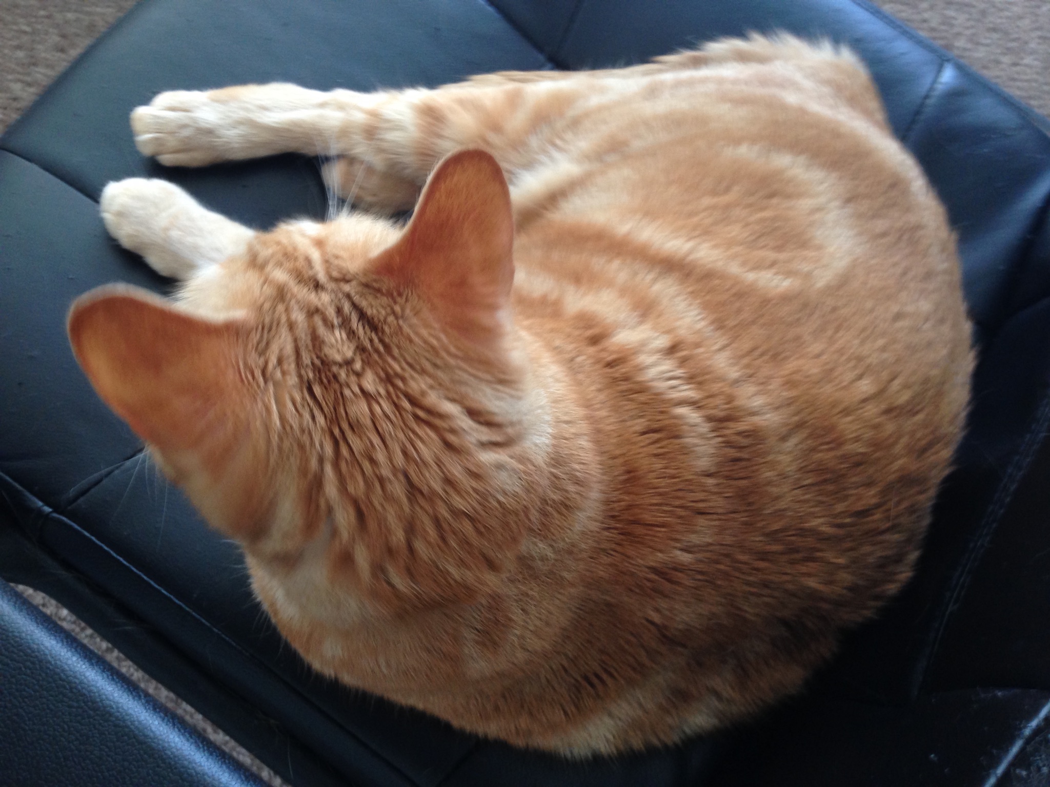 /lostandfound/images/lnfpets/original/23621_thumb_one.jpeg