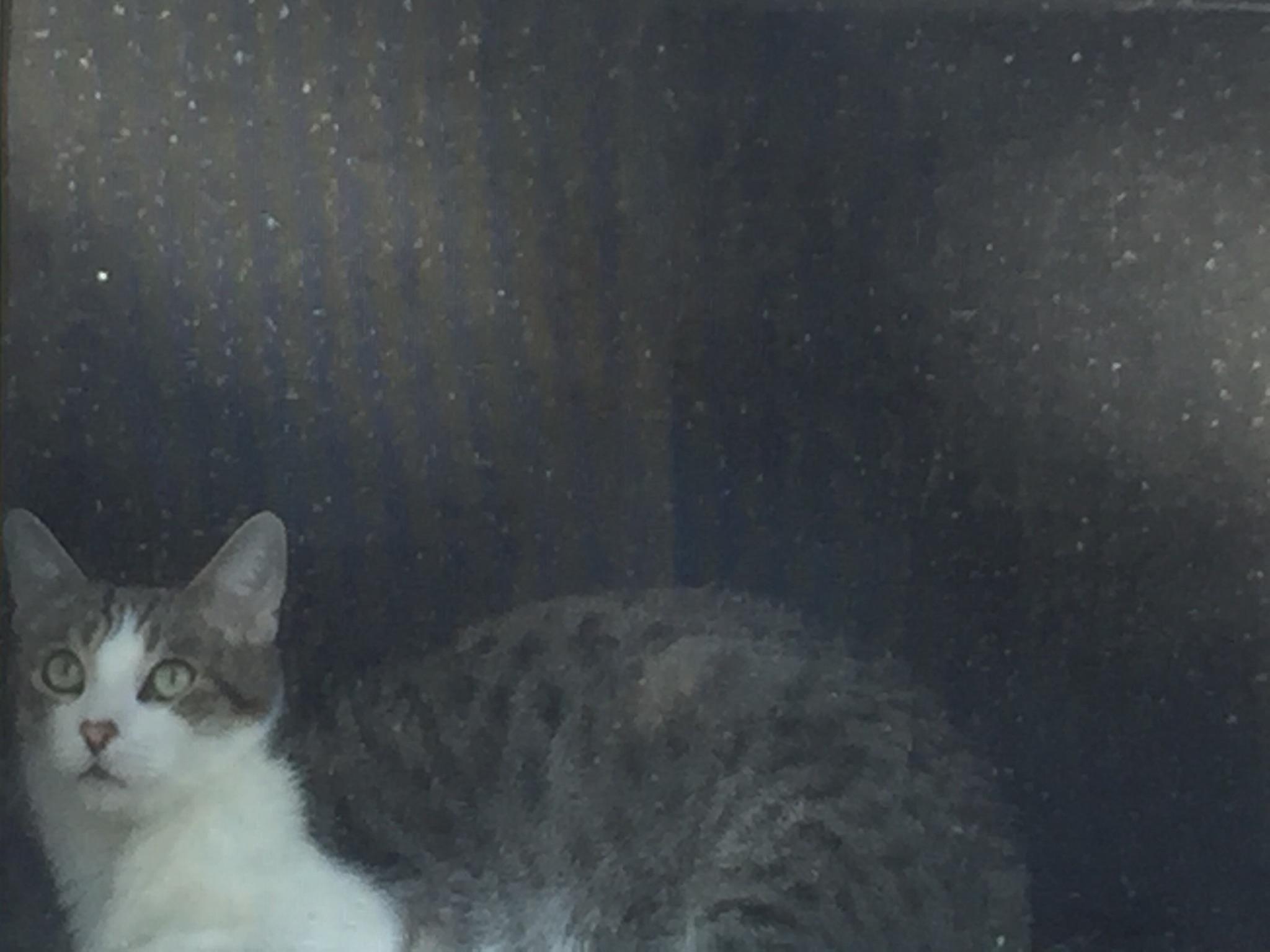/lostandfound/images/lnfpets/original/23664_34721_FB492D65-E847-45F9-8B30-C281FB41FEB4.jpeg