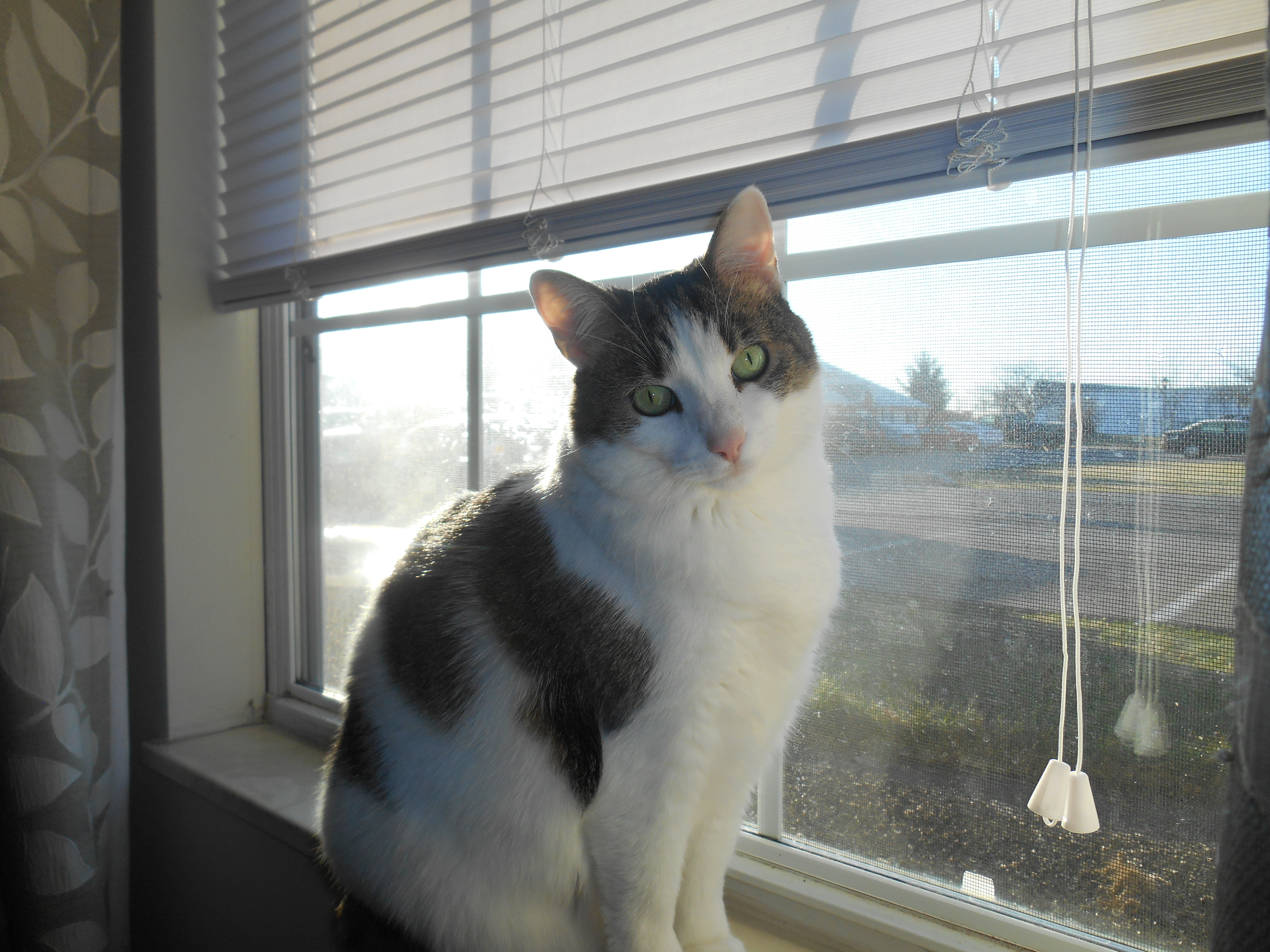 /lostandfound/images/lnfpets/original/23717_thumb_one.jpg
