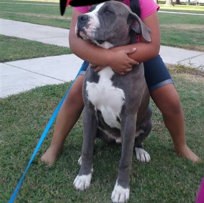 /lostandfound/images/lnfpets/original/23750_75112_20180915_065106.jpg