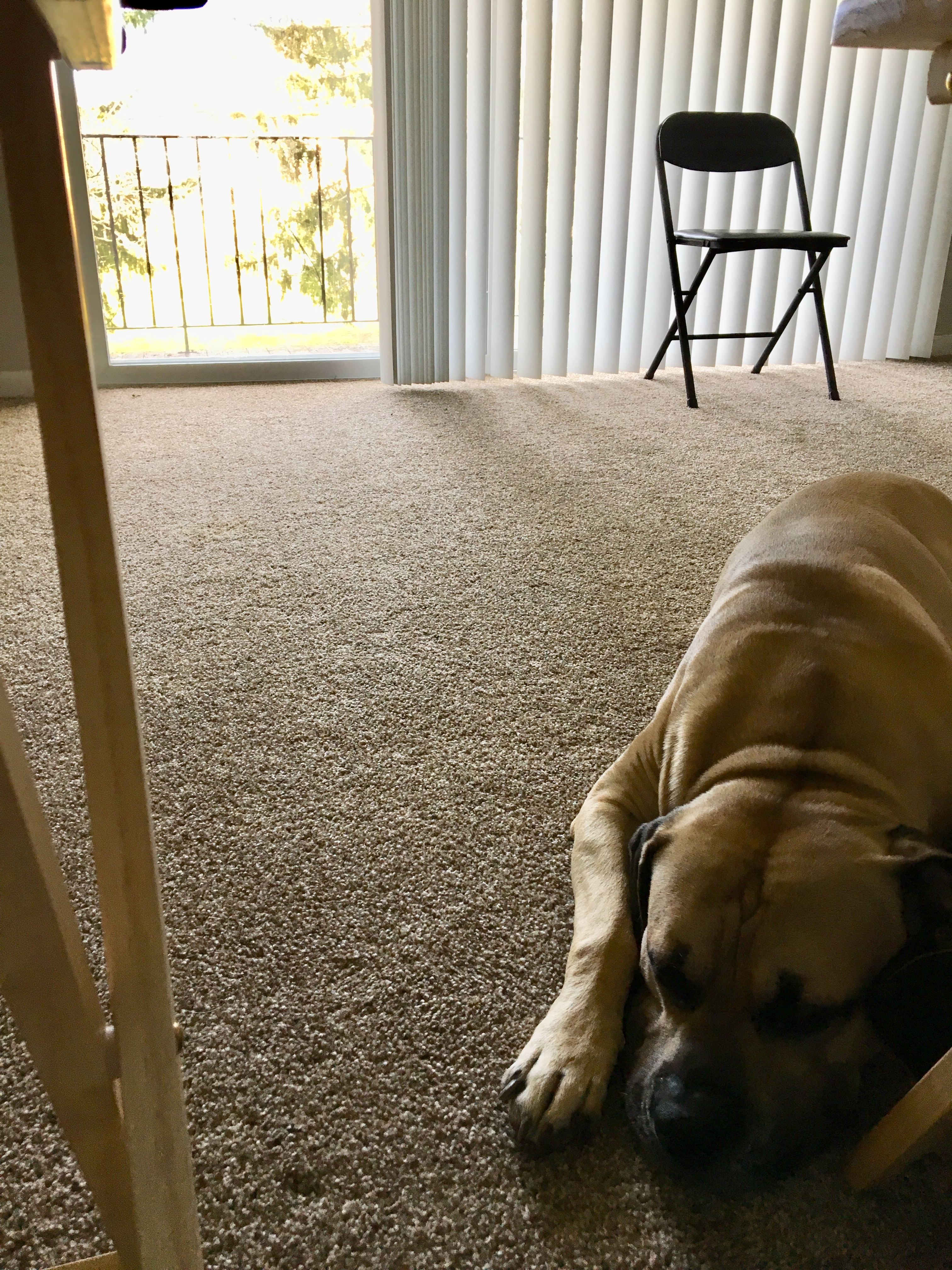 /lostandfound/images/lnfpets/original/23799_thumb_one.jpeg
