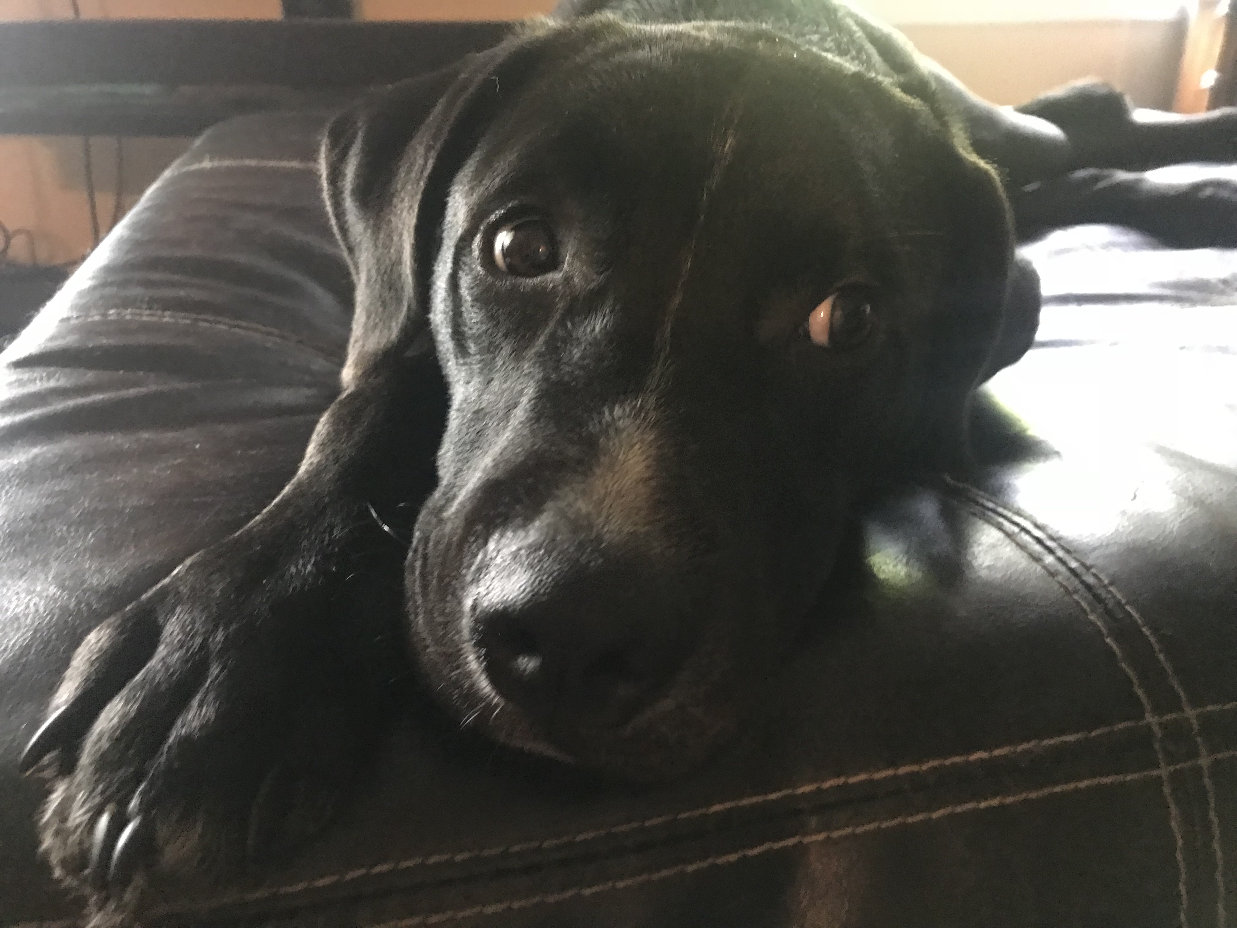 /lostandfound/images/lnfpets/original/23861_thumb_one.jpeg