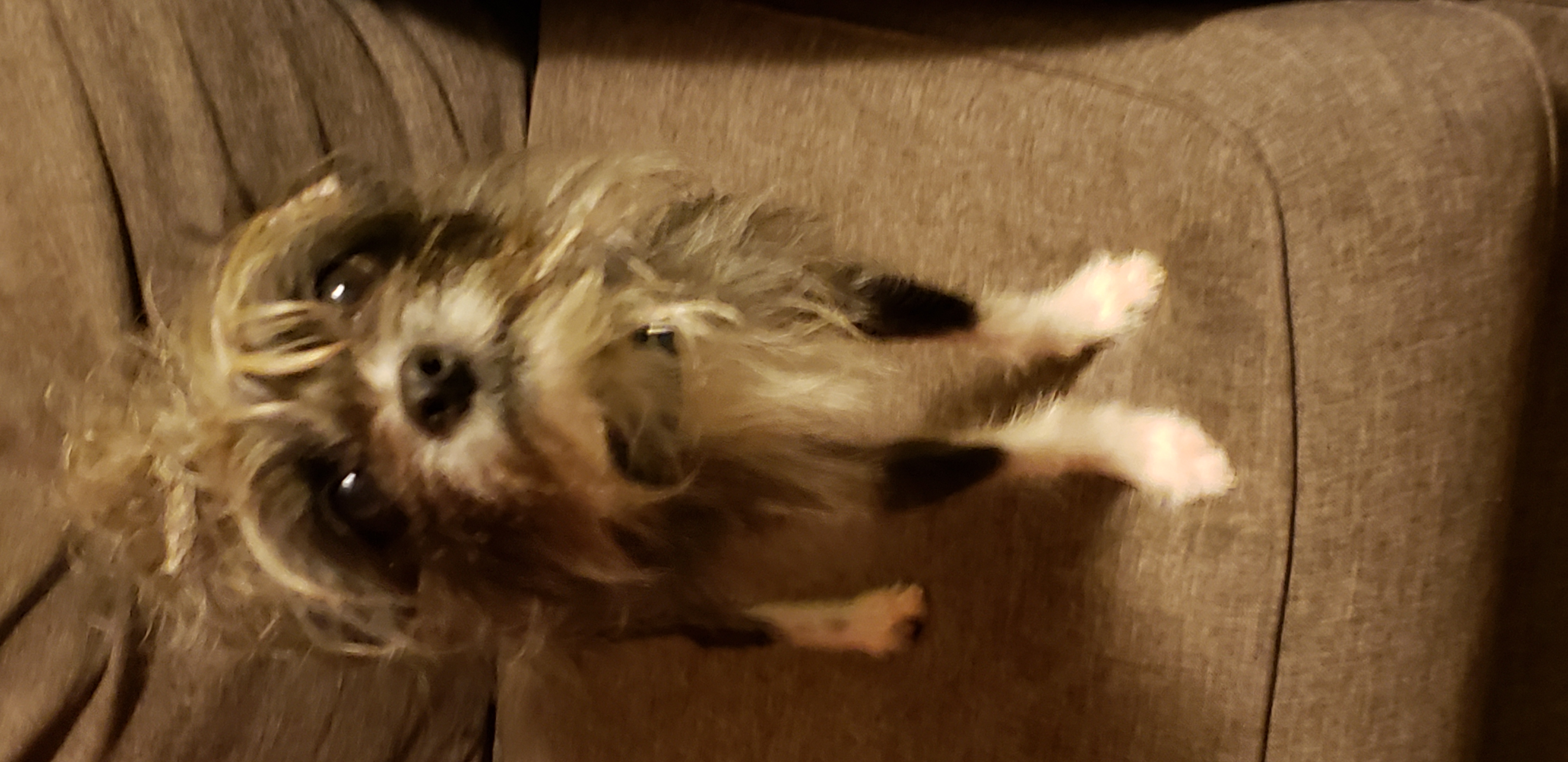 /lostandfound/images/lnfpets/original/23879_54794_20180914_200139.jpg