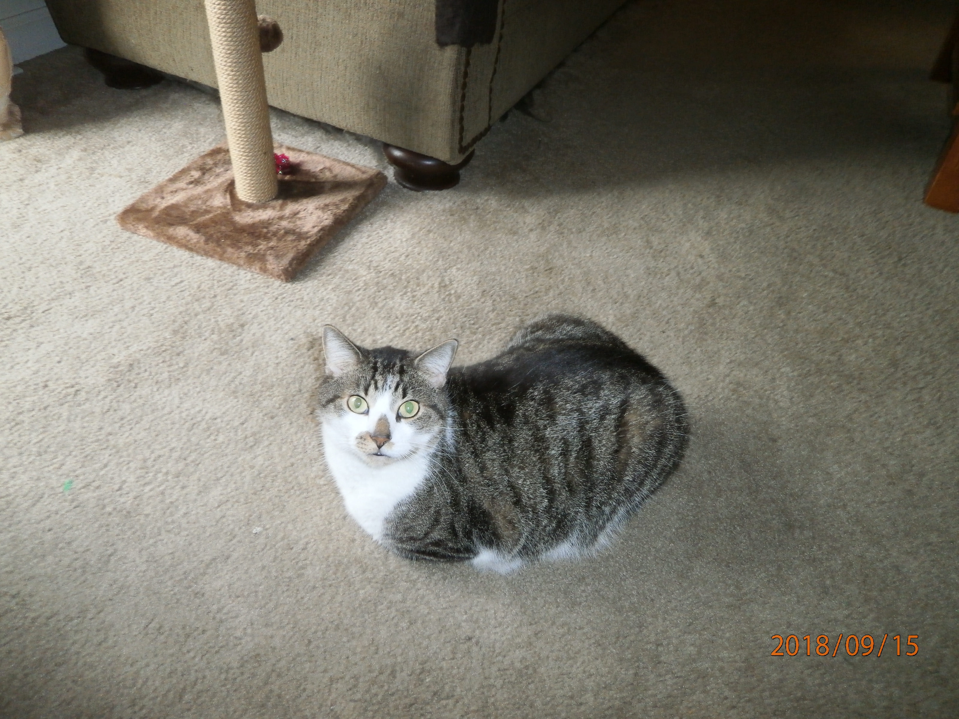 /lostandfound/images/lnfpets/original/23914_thumb_one.jpg