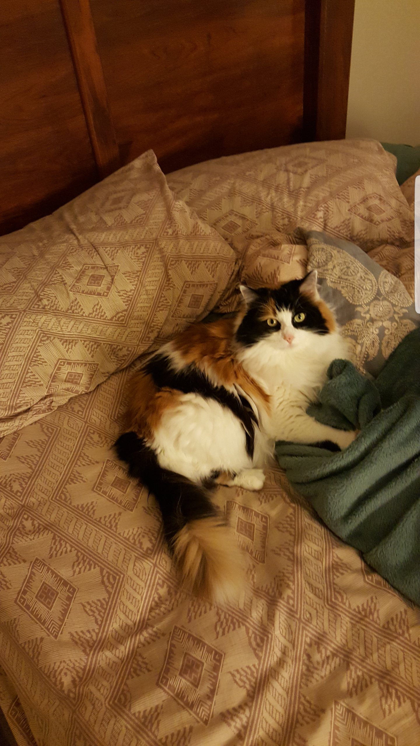 /lostandfound/images/lnfpets/original/23917_thumb_one.png