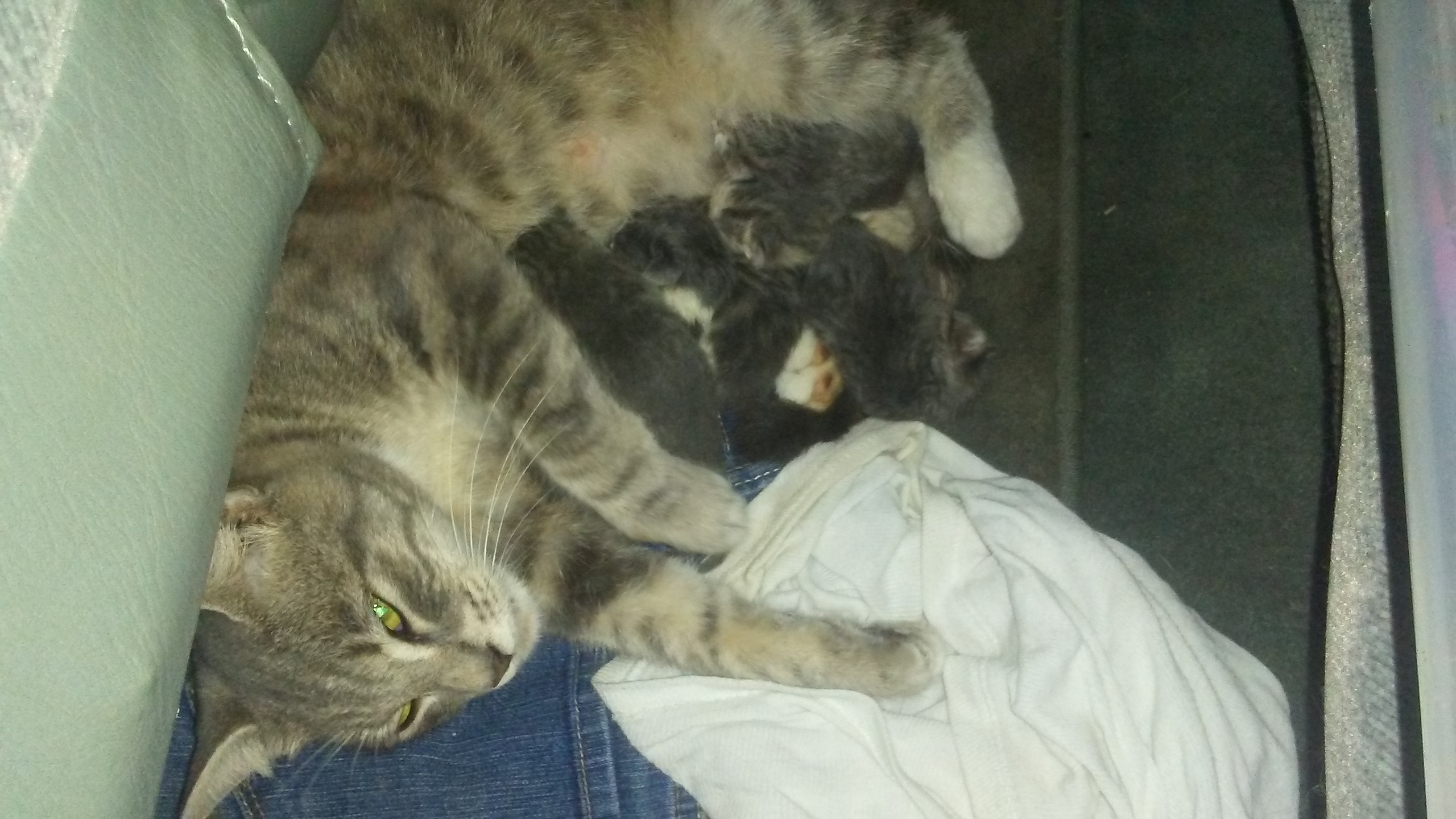 /lostandfound/images/lnfpets/original/24027_38650_20180918_115439.jpg