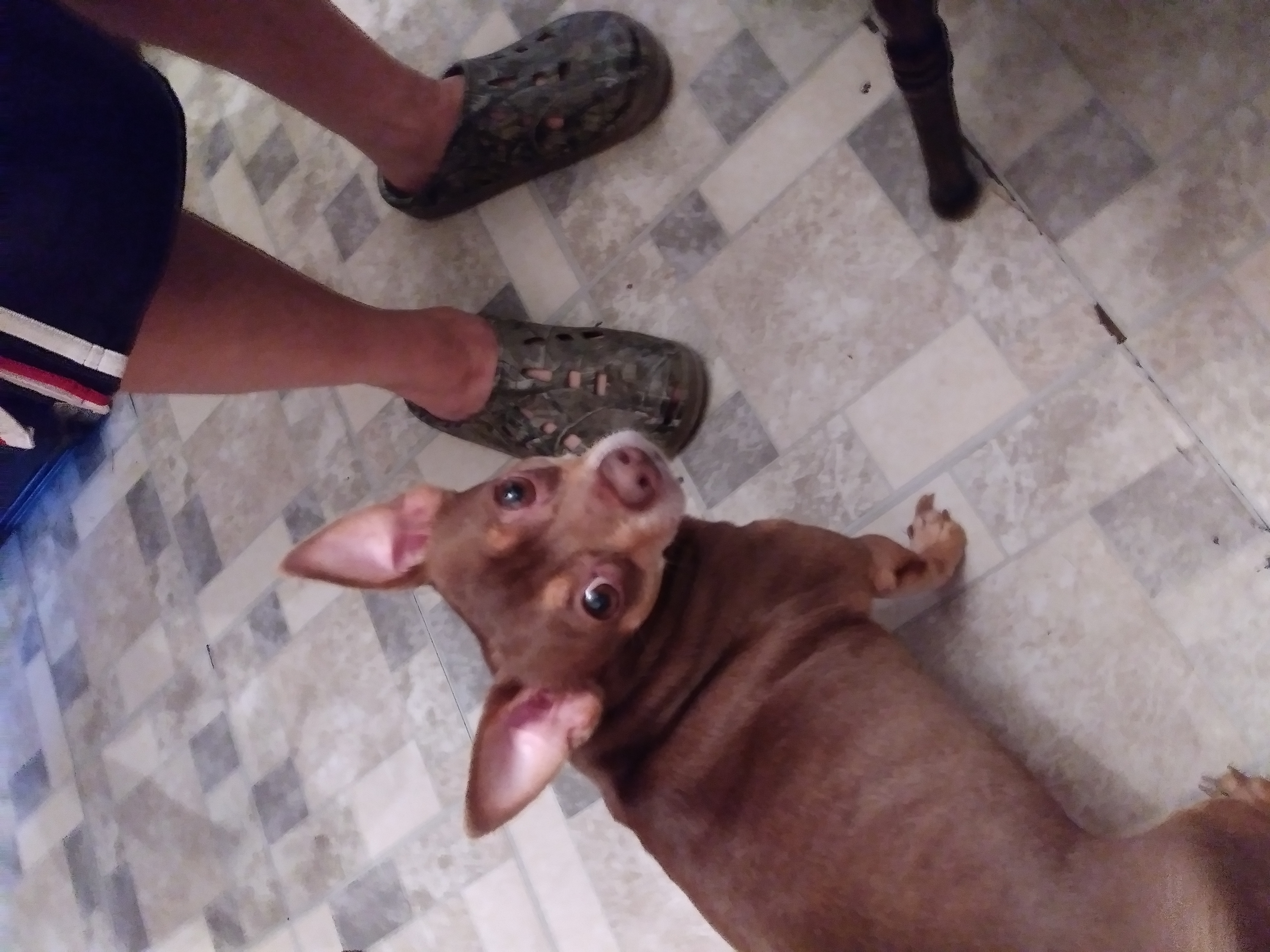 /lostandfound/images/lnfpets/original/24128_thumb_one.jpg
