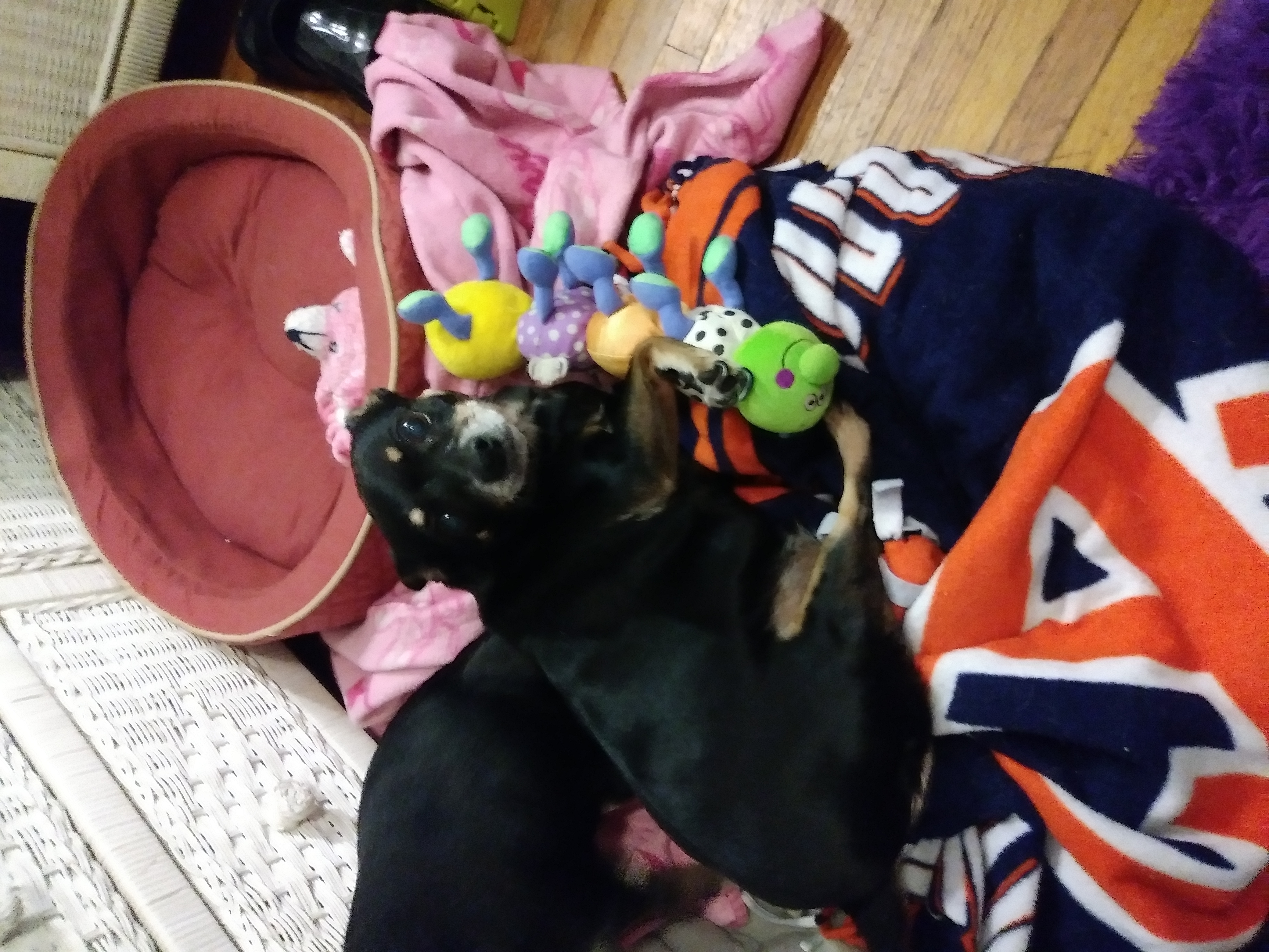/lostandfound/images/lnfpets/original/24129_thumb_one.jpg