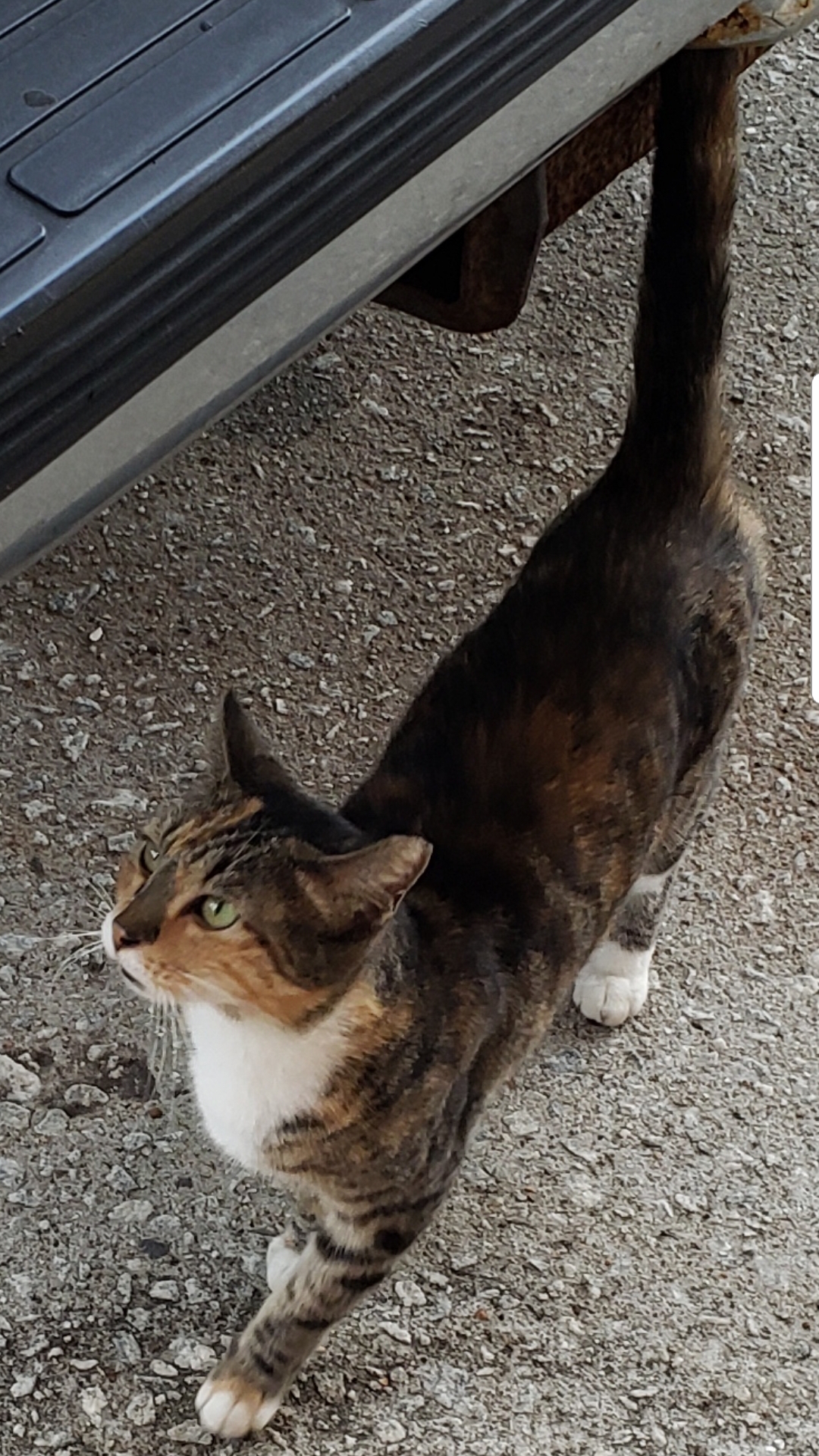/lostandfound/images/lnfpets/original/24219_thumb_one.jpg