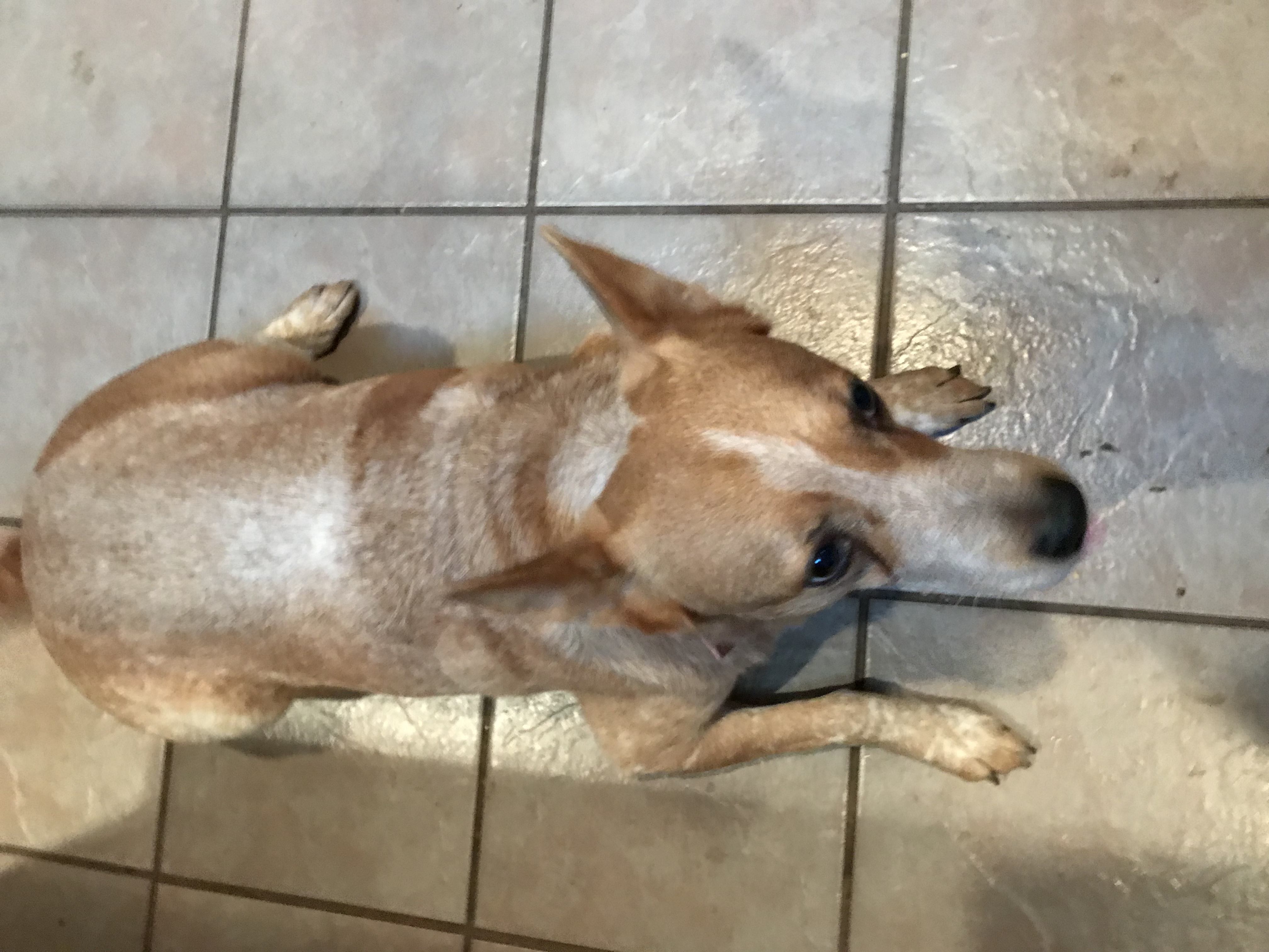 /lostandfound/images/lnfpets/original/24272_thumb_one.jpeg