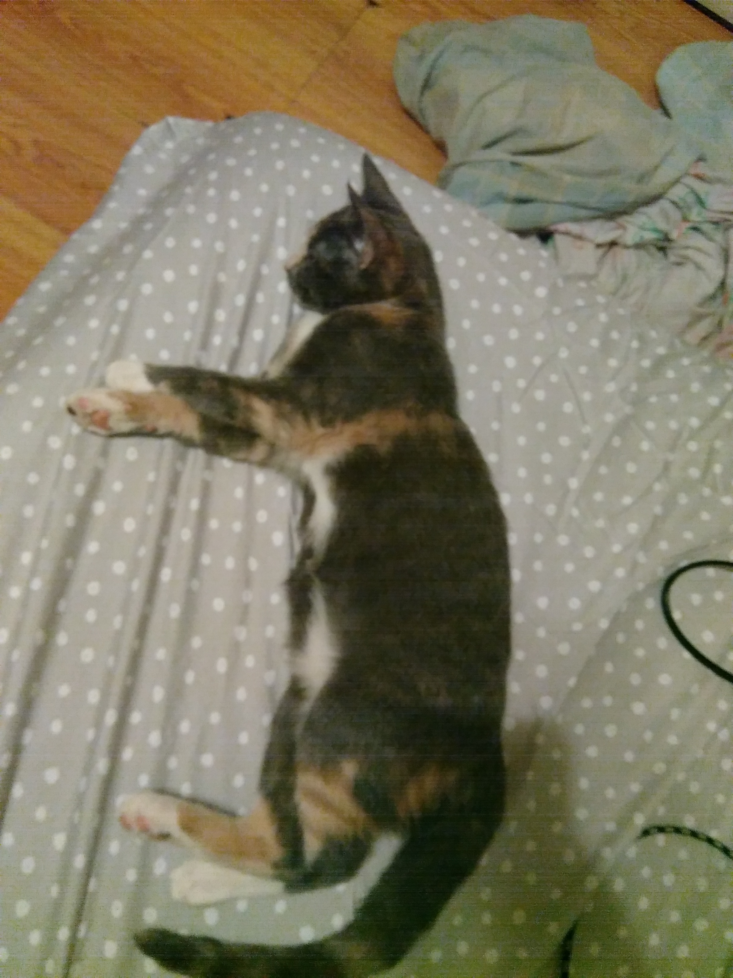 /lostandfound/images/lnfpets/original/24360_thumb_one.jpg