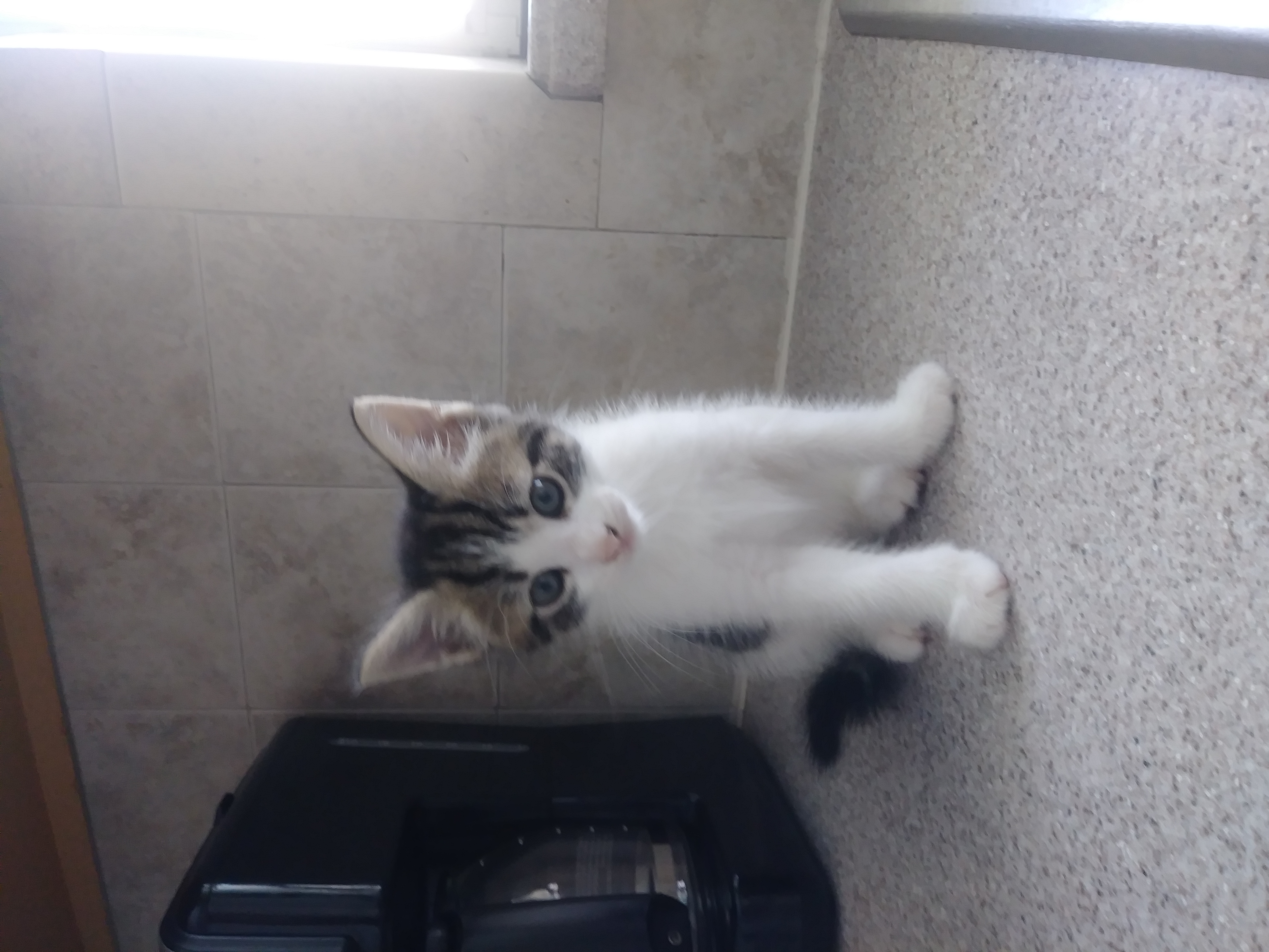 /lostandfound/images/lnfpets/original/24368_thumb_one.jpg