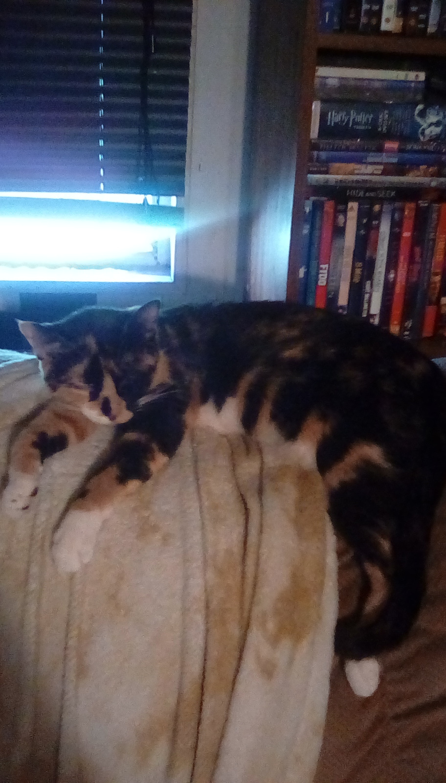 /lostandfound/images/lnfpets/original/24380_thumb_one.jpg
