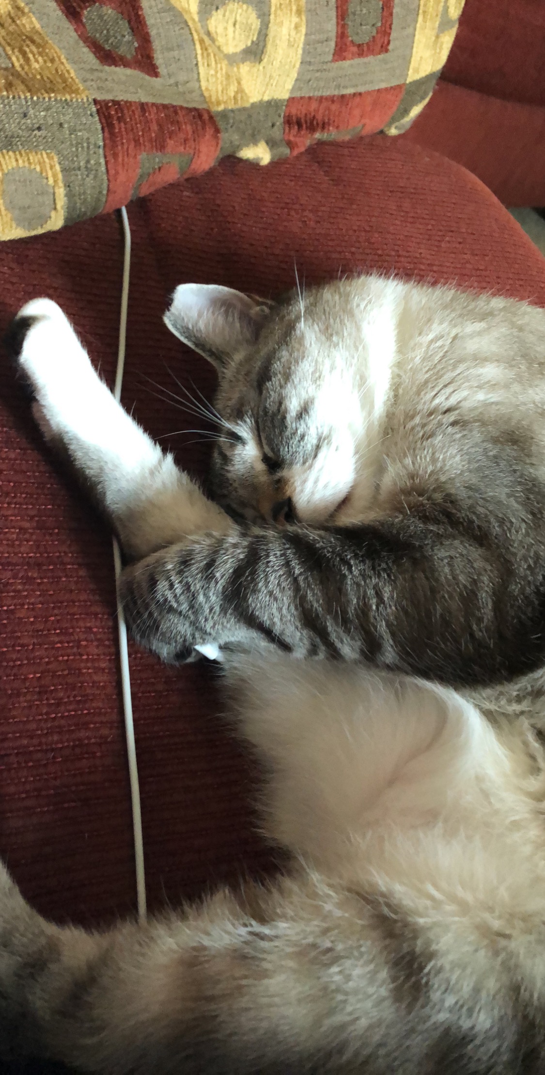 /lostandfound/images/lnfpets/original/24447_thumb_one.jpeg