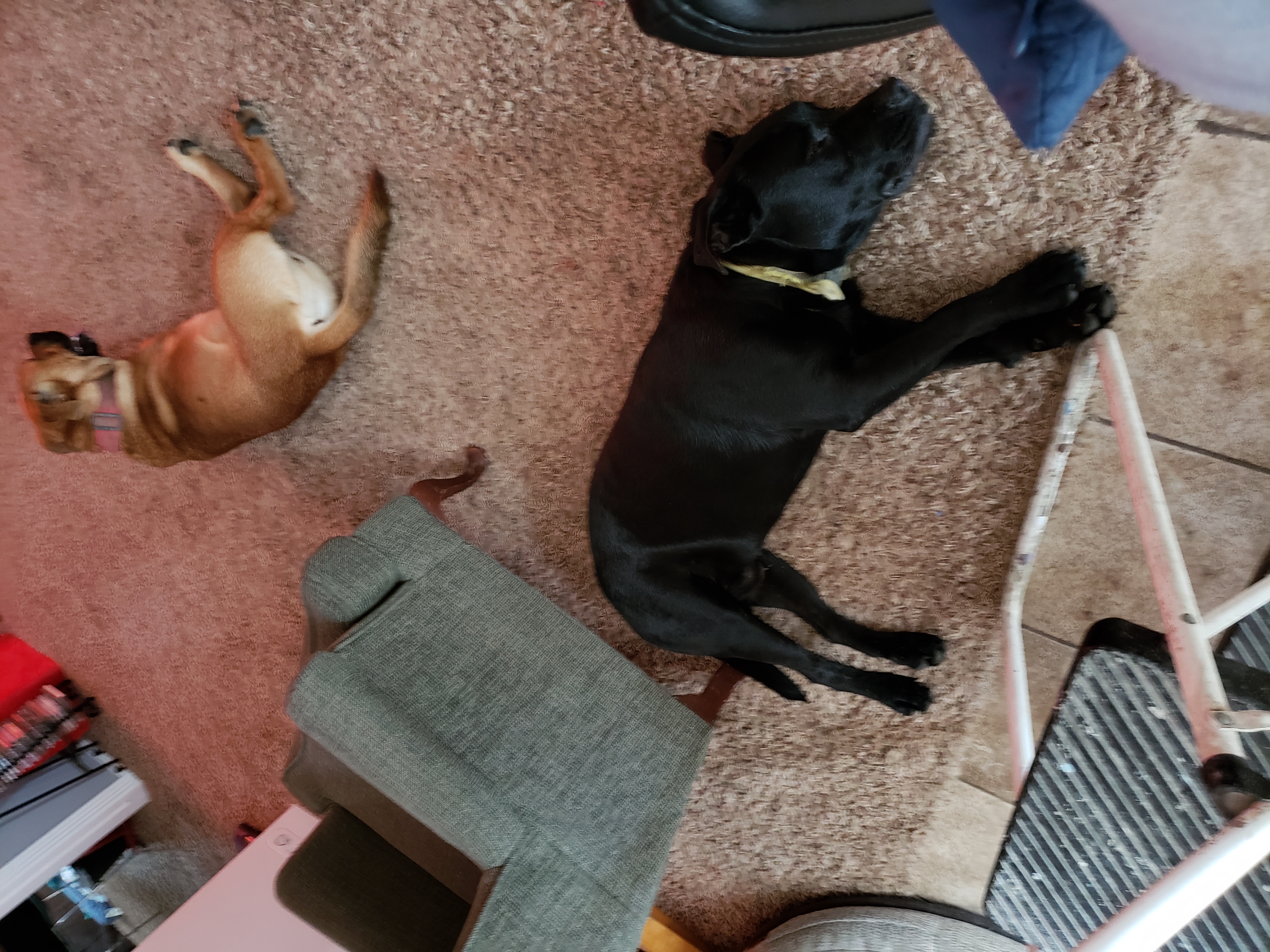/lostandfound/images/lnfpets/original/24536_thumb_one.jpg
