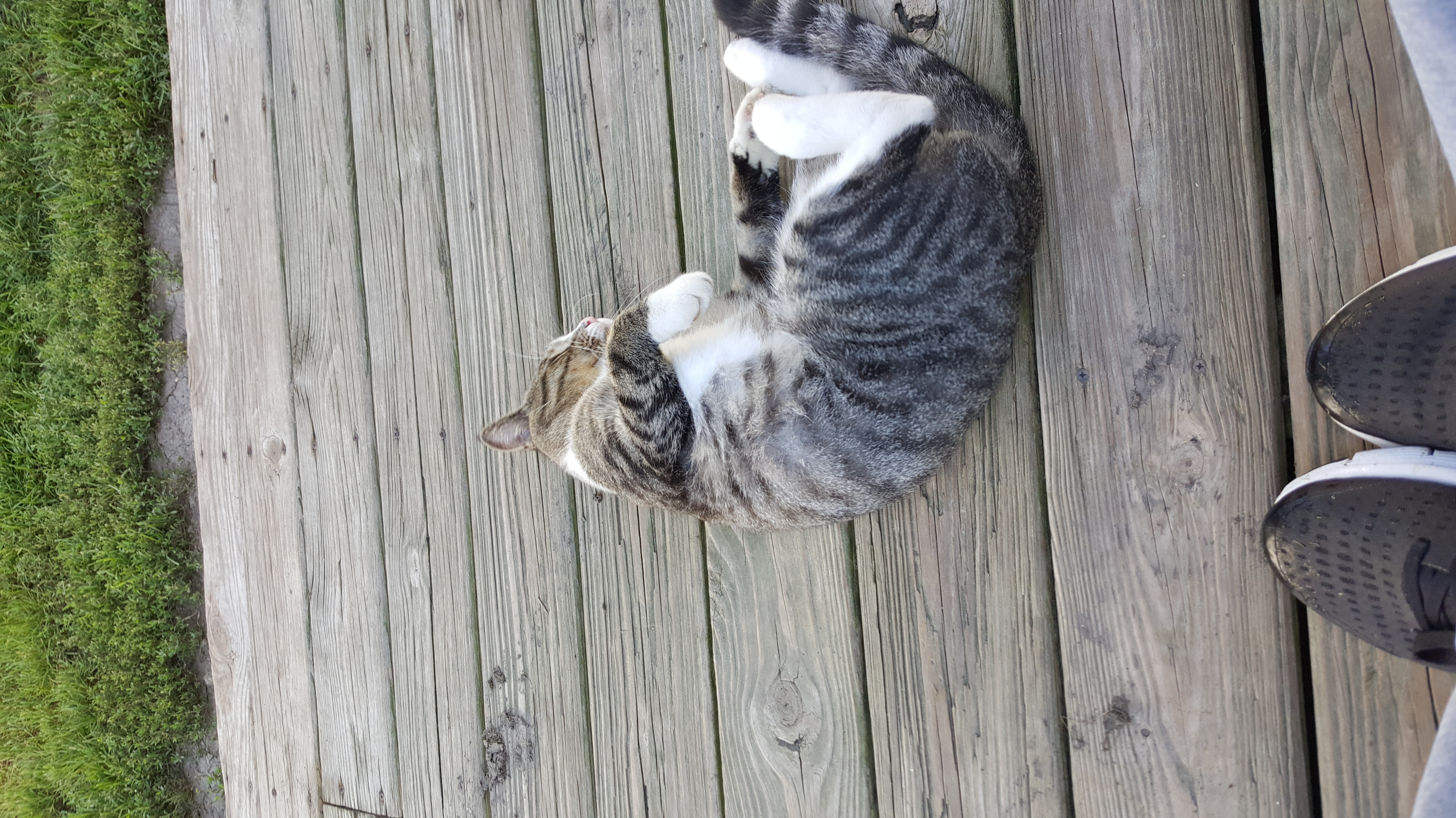 /lostandfound/images/lnfpets/original/24553_thumb_one.jpg