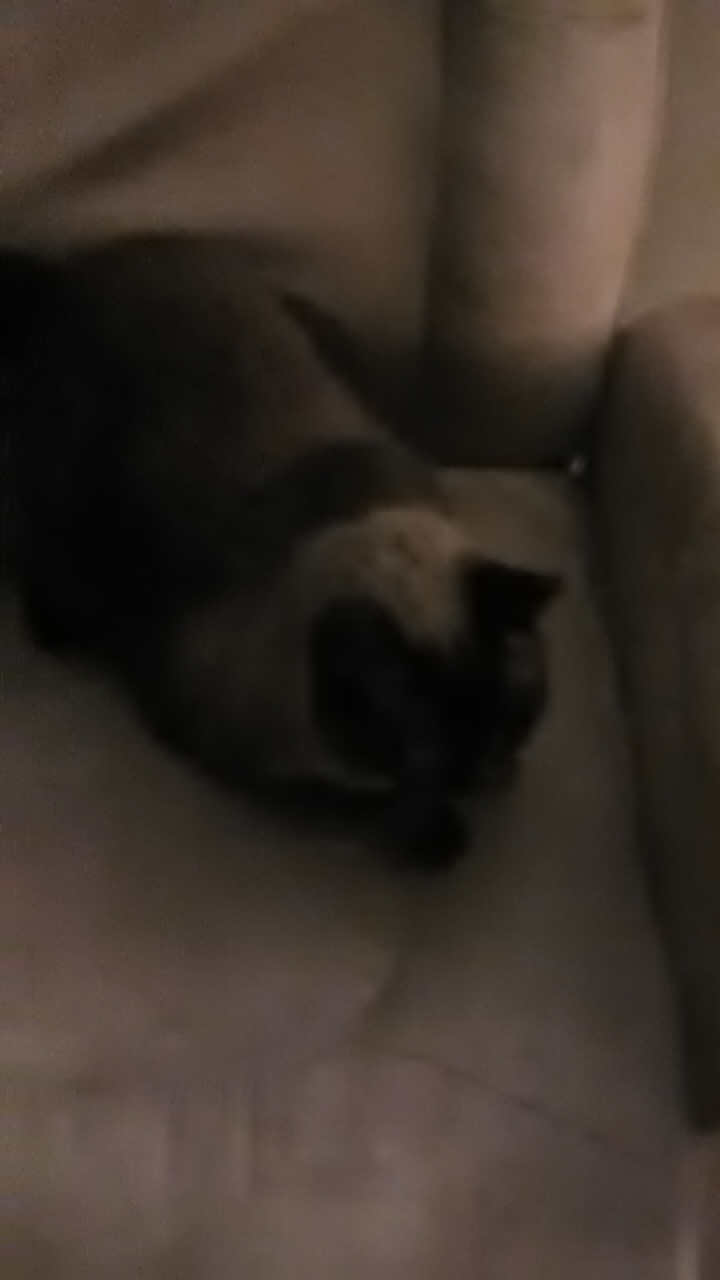 /lostandfound/images/lnfpets/original/24576_62220_1538279139806751881871.jpg