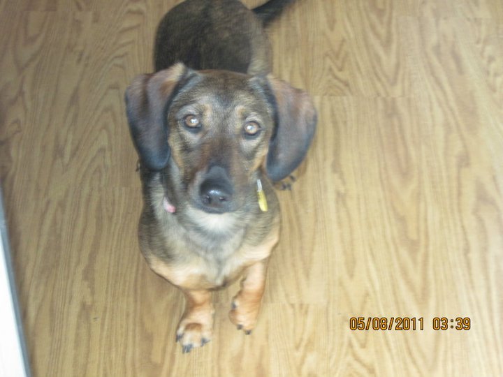 /lostandfound/images/lnfpets/original/24602_80956_185542_137155473036685_4421350_n.jpg