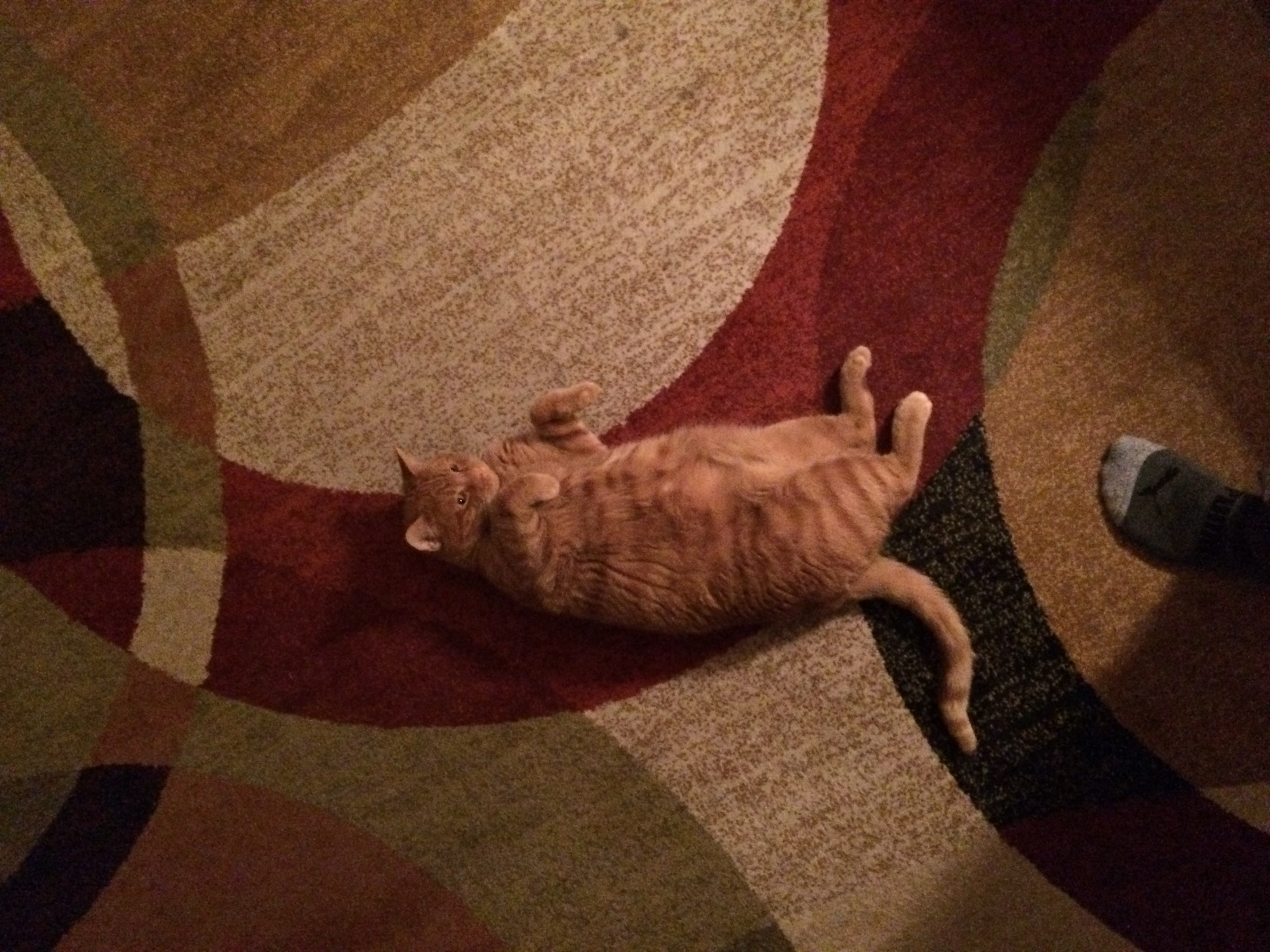 /lostandfound/images/lnfpets/original/24608_thumb_one.jpeg