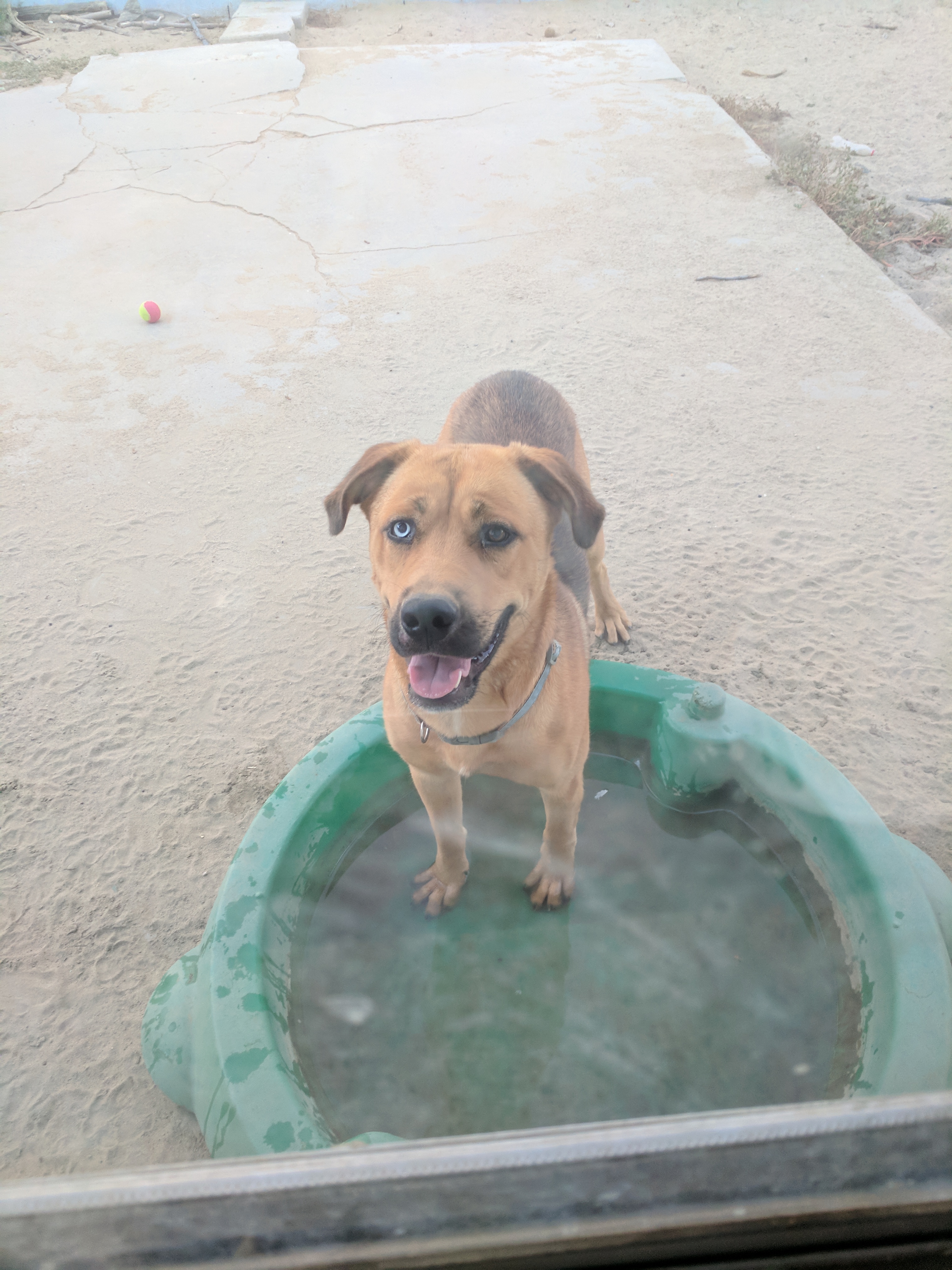 /lostandfound/images/lnfpets/original/24612_thumb_one.jpg