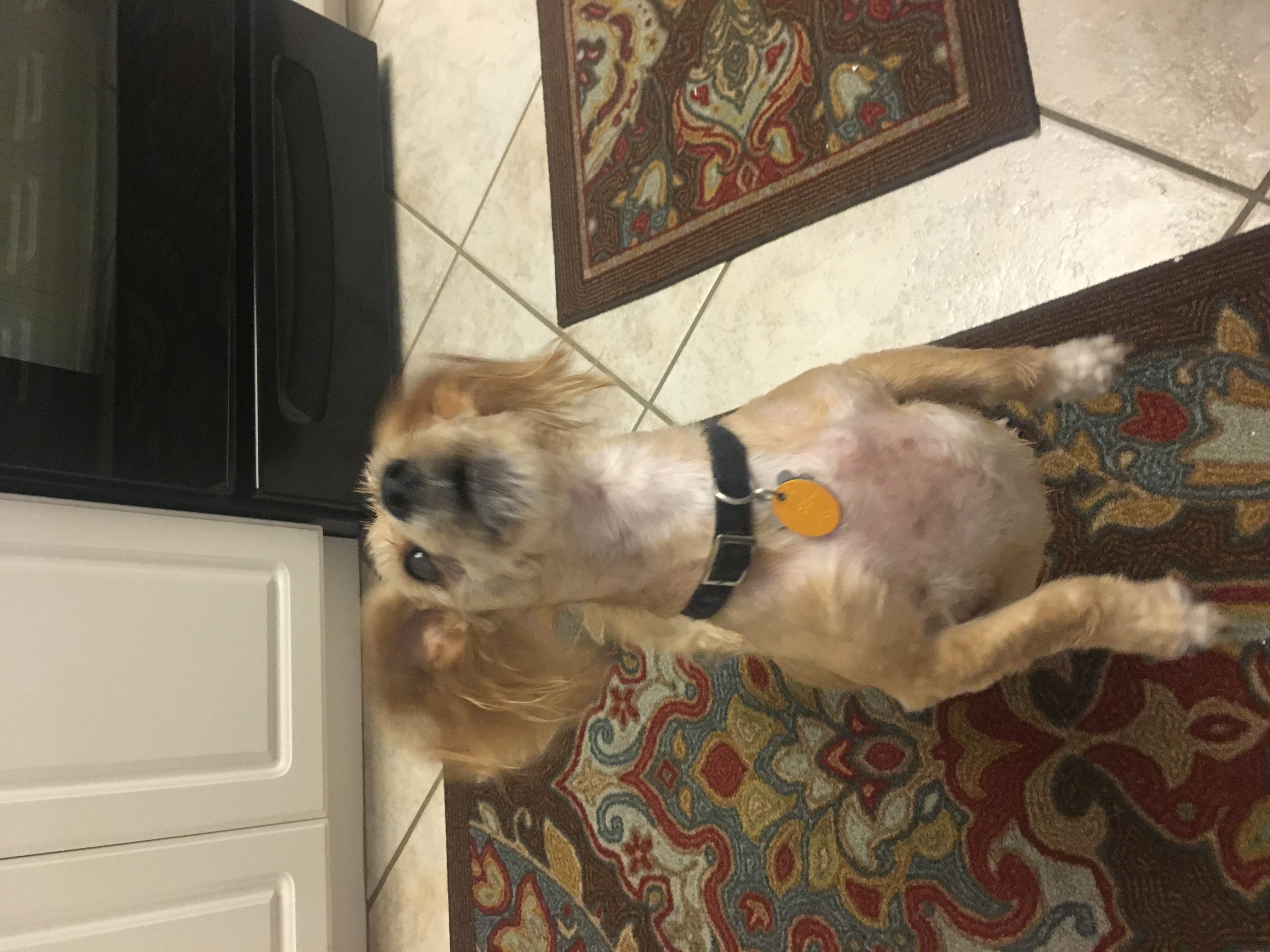 /lostandfound/images/lnfpets/original/24663_thumb_one.jpeg