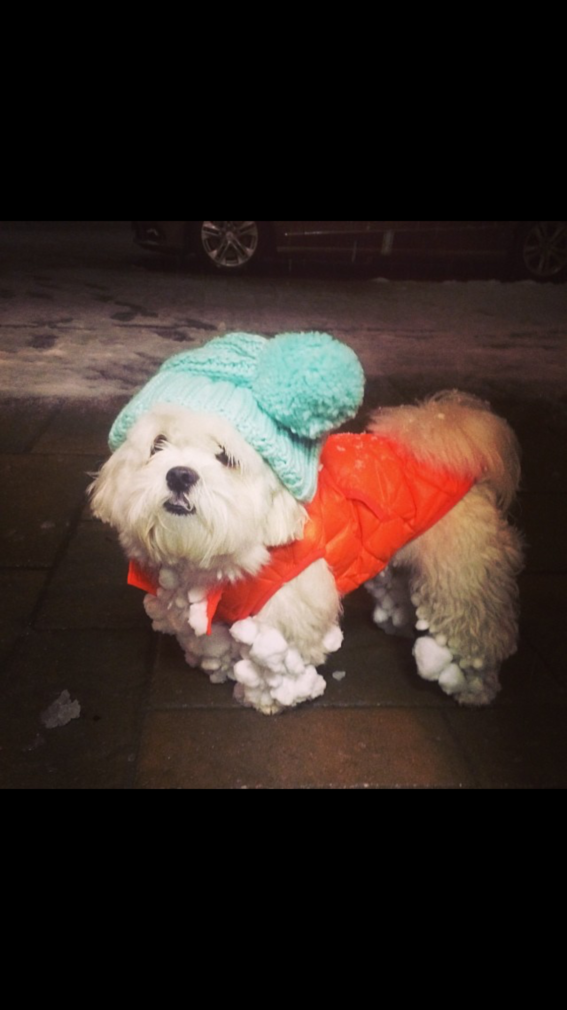 /lostandfound/images/lnfpets/original/24782_thumb_one.png