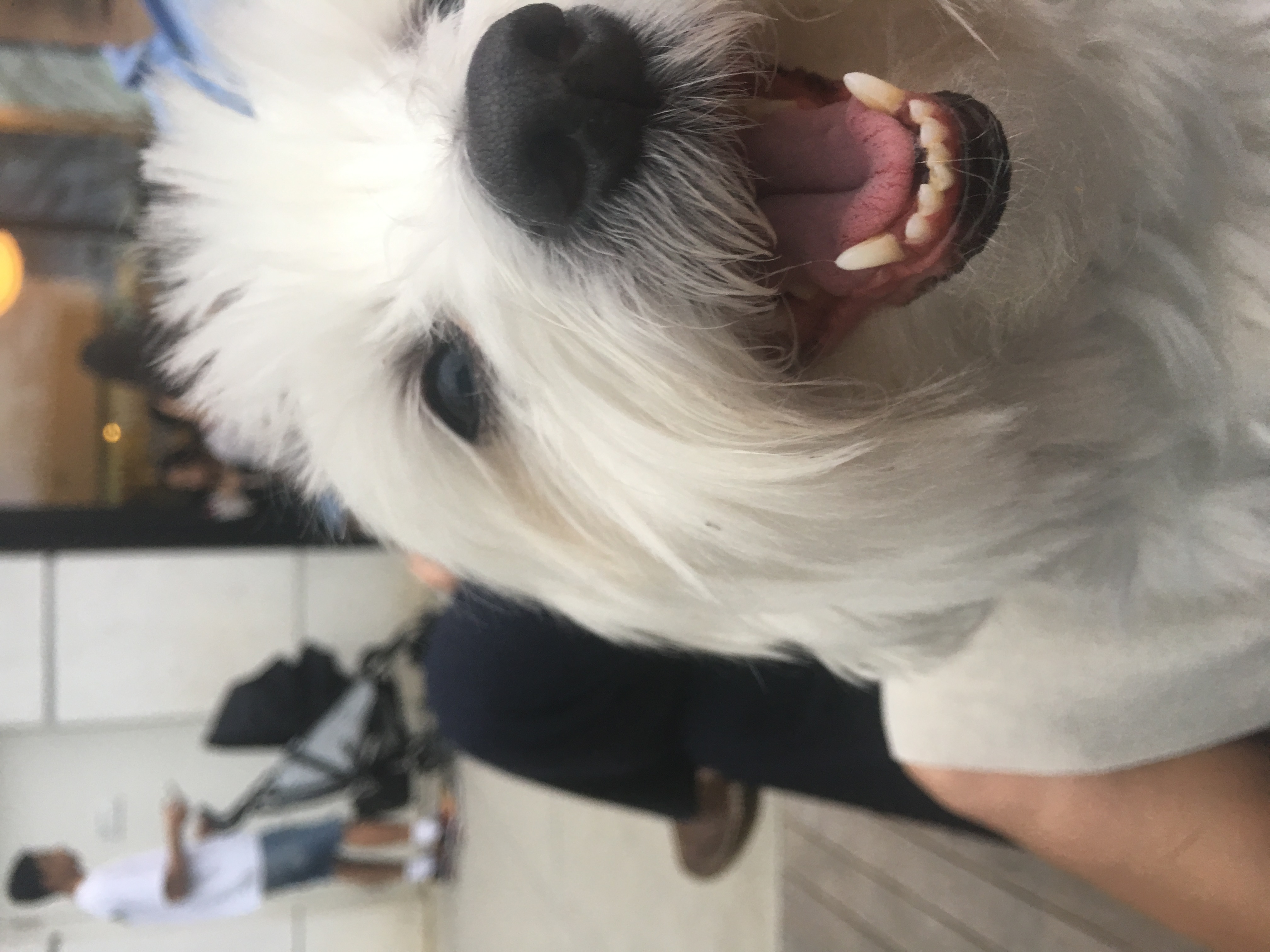 /lostandfound/images/lnfpets/original/24783_thumb_one.jpeg