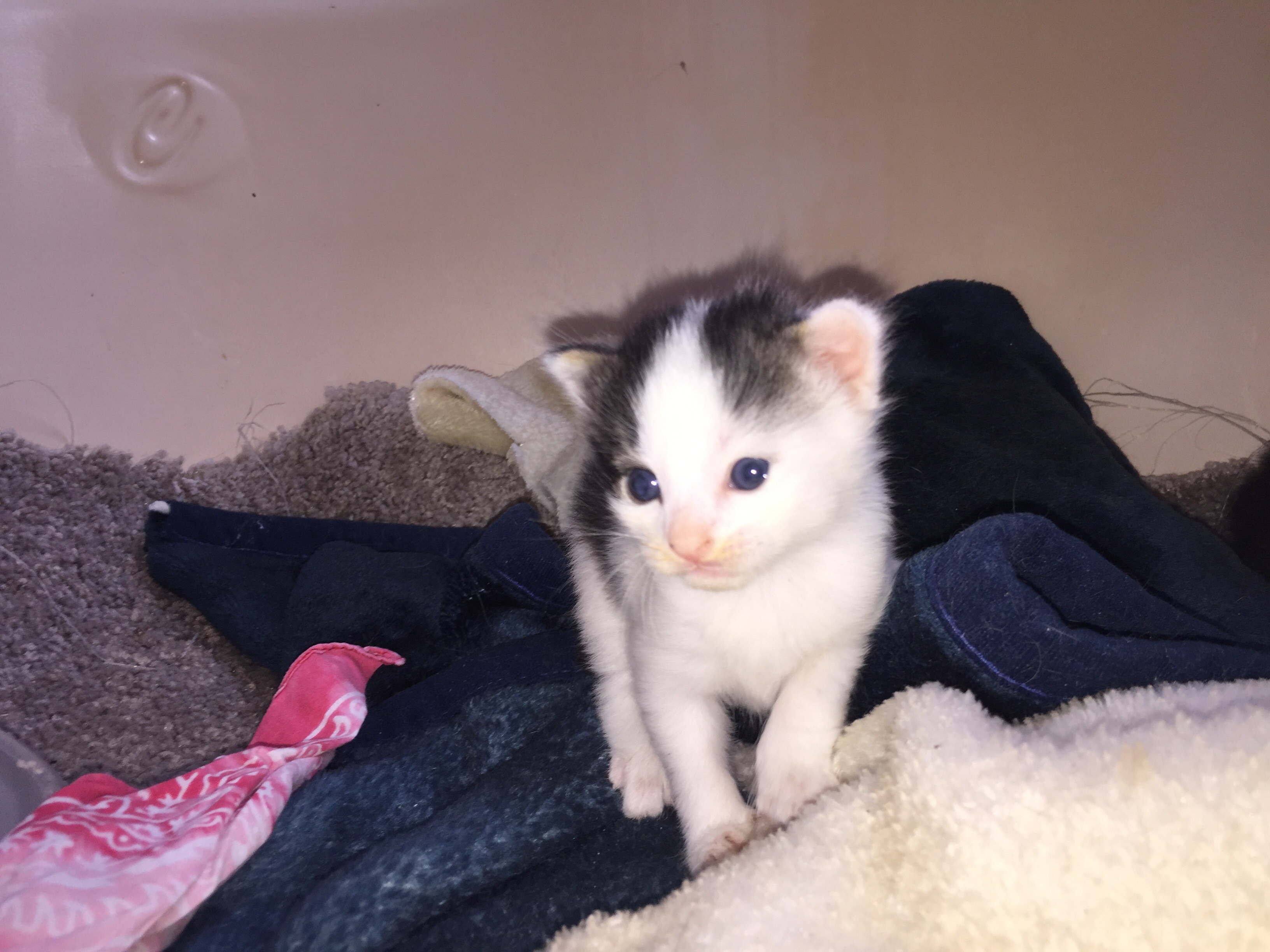 /lostandfound/images/lnfpets/original/24815_thumb_one.jpg