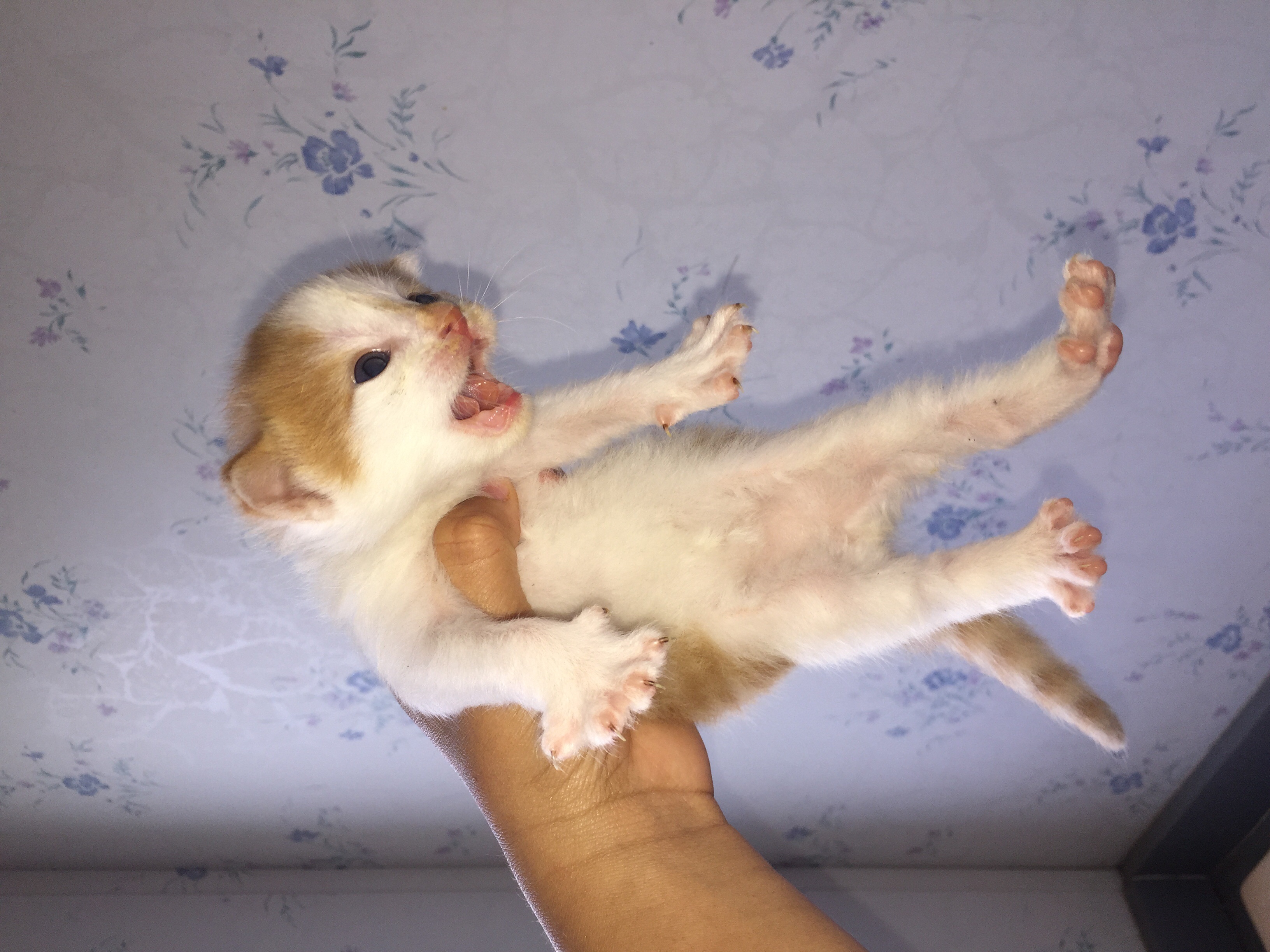 /lostandfound/images/lnfpets/original/24818_thumb_one.jpg