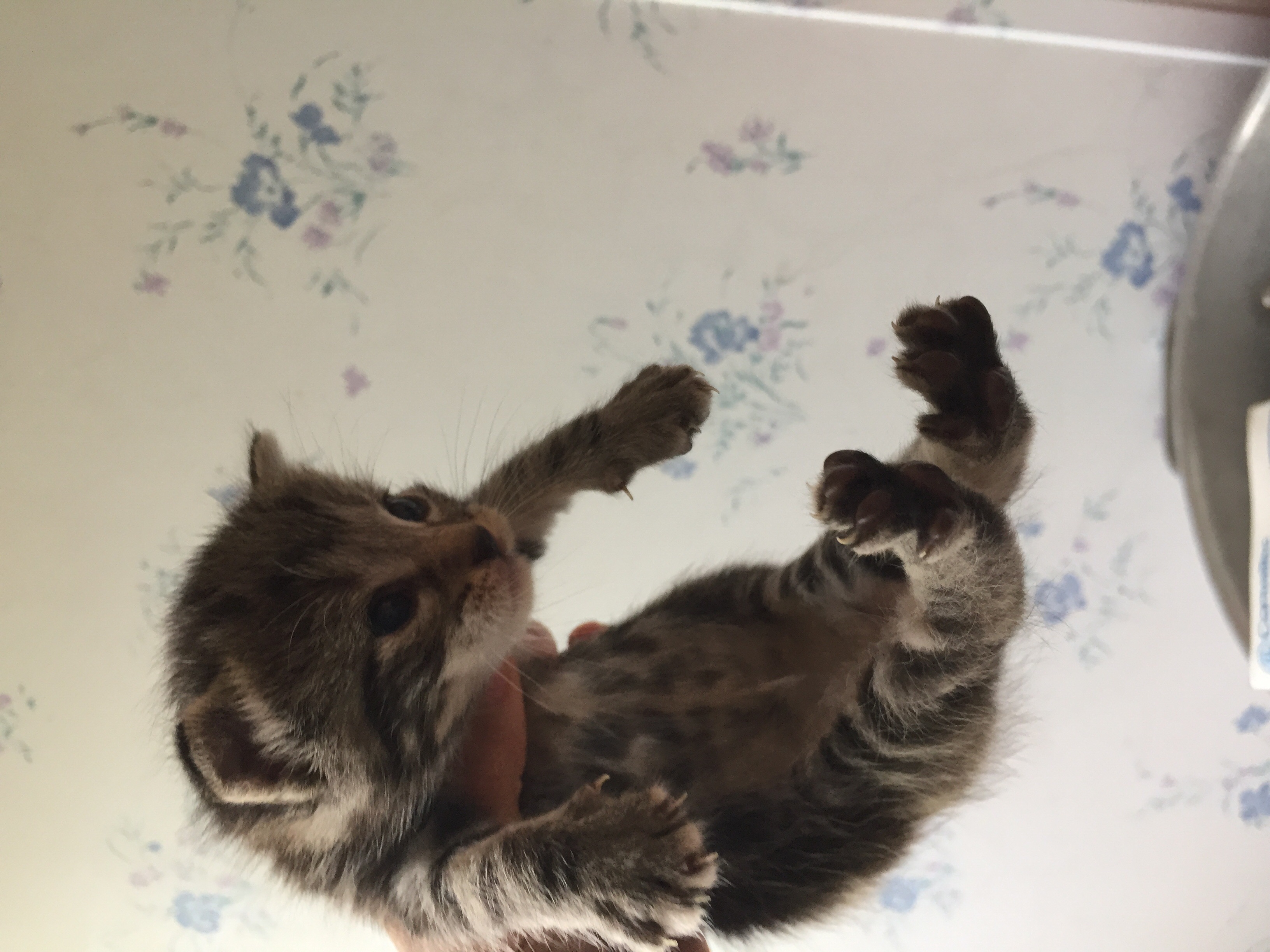 /lostandfound/images/lnfpets/original/24819_thumb_one.jpg