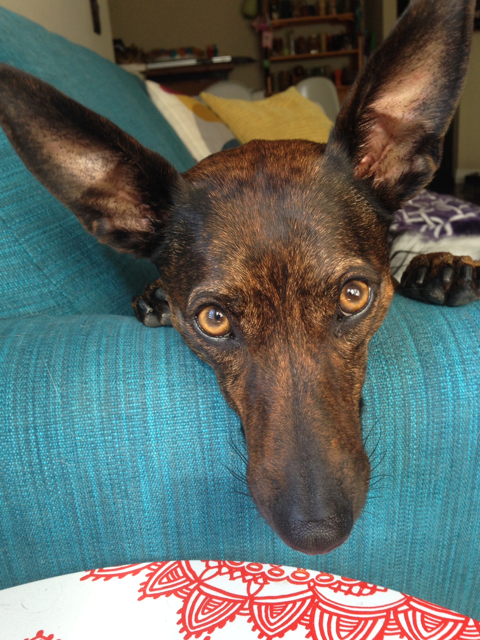 /lostandfound/images/lnfpets/original/24838_thumb_one.jpeg