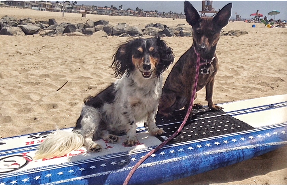 /lostandfound/images/lnfpets/original/24839_thumb_one.jpeg
