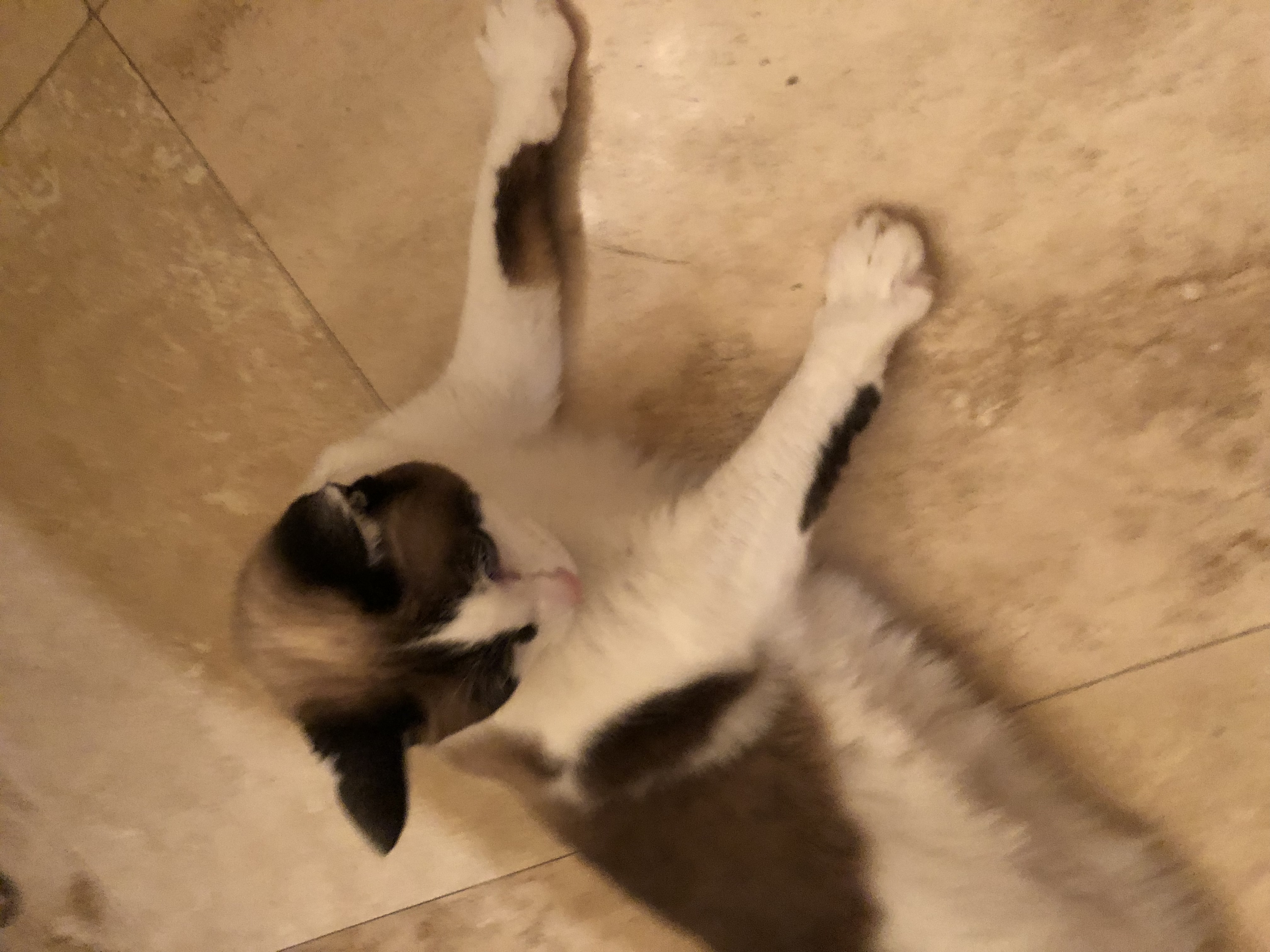 /lostandfound/images/lnfpets/original/24882_thumb_one.jpeg