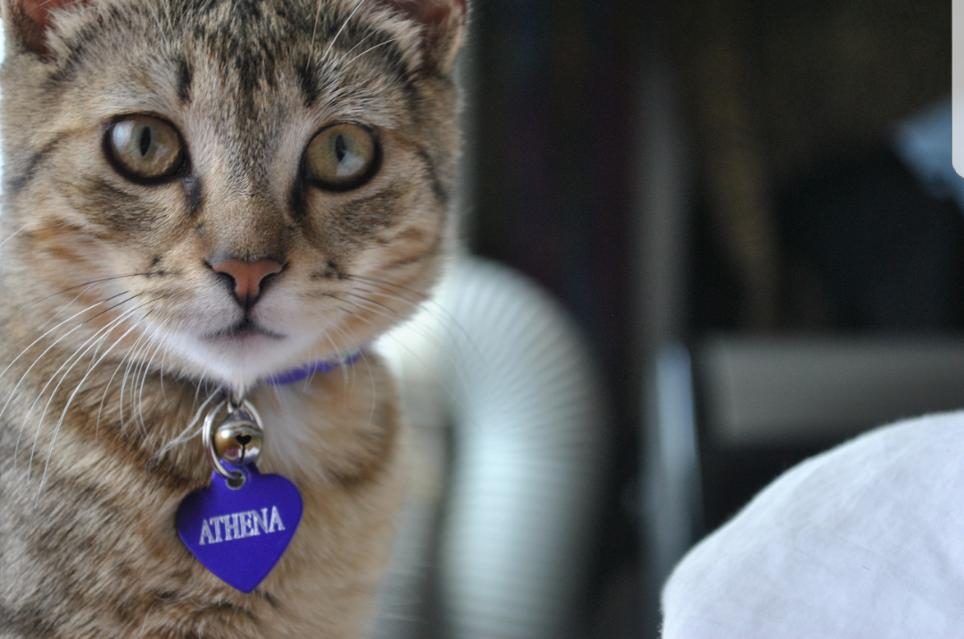 /lostandfound/images/lnfpets/original/24939_thumb_one.png