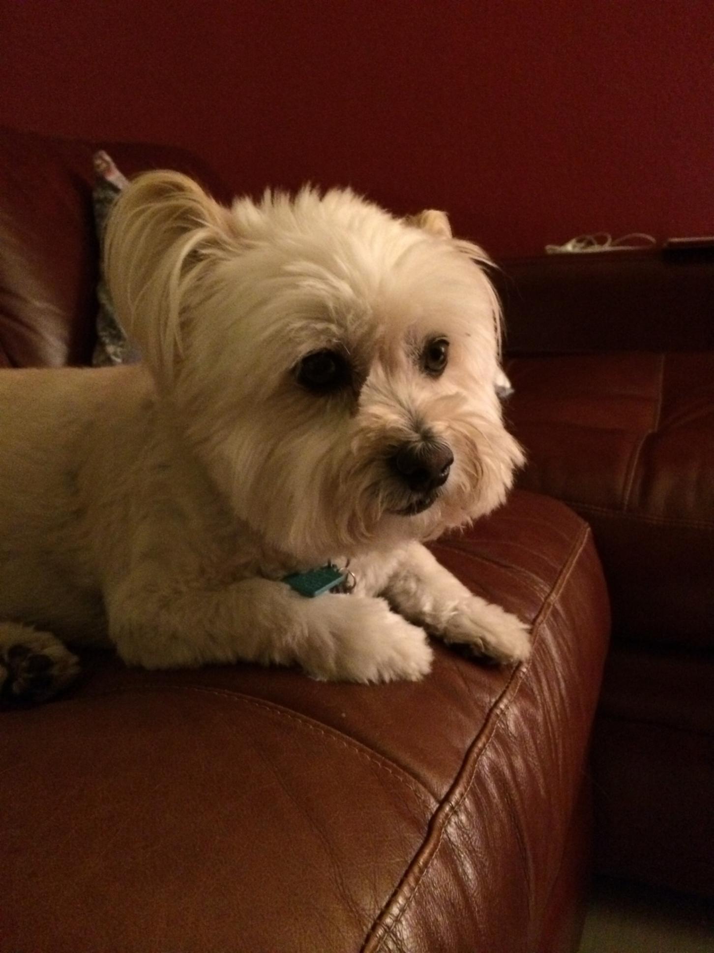 /lostandfound/images/lnfpets/original/24992_thumb_one.jpeg