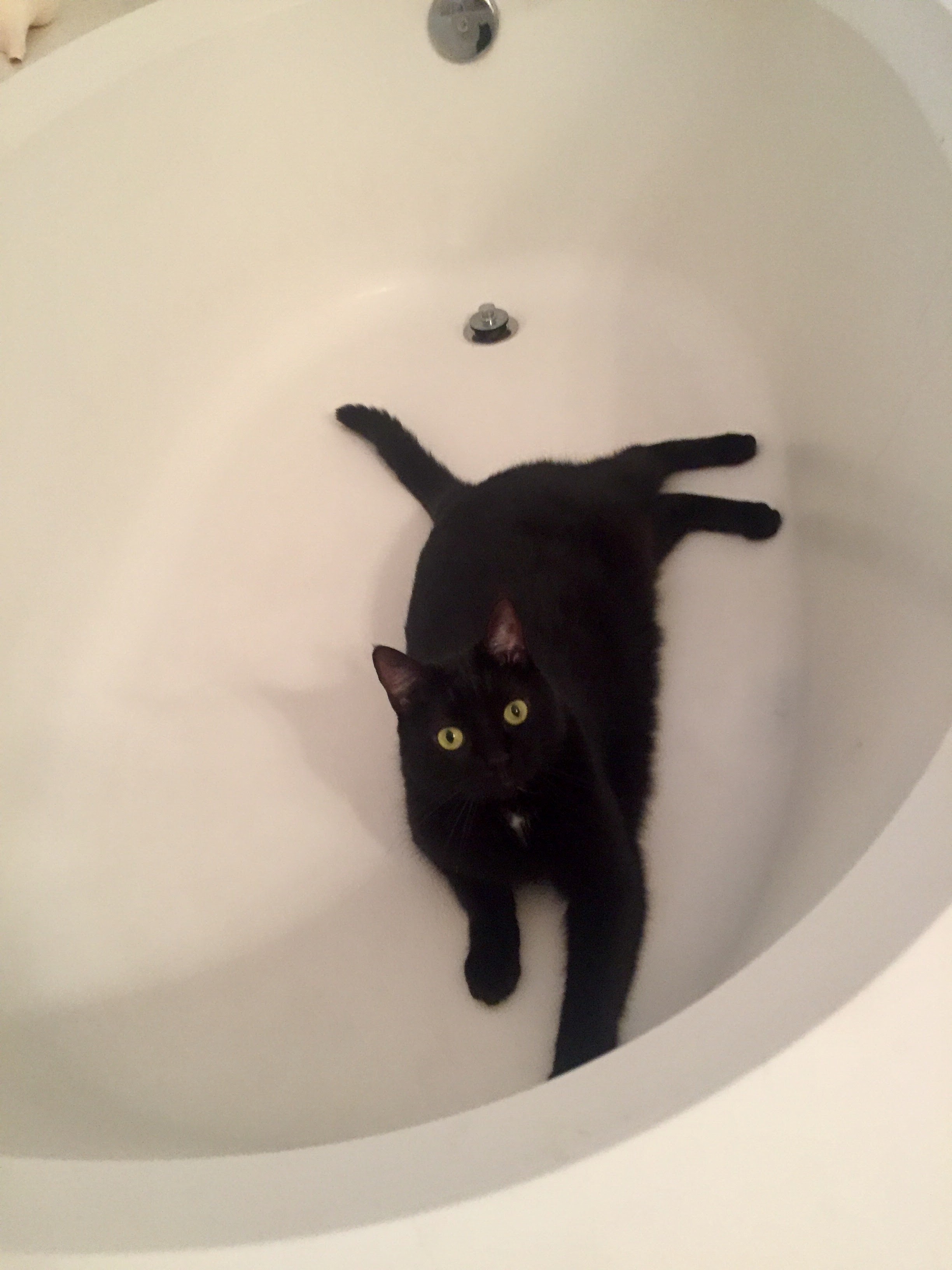 /lostandfound/images/lnfpets/original/25038_71205_19CB8046-DB20-4F75-953F-9438331B8171.jpeg