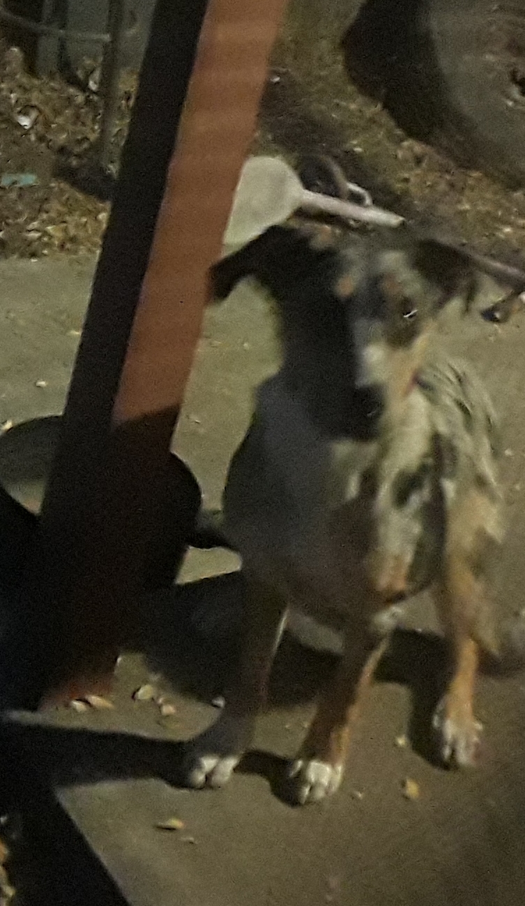 /lostandfound/images/lnfpets/original/25189_85091_20180925_070334.jpg